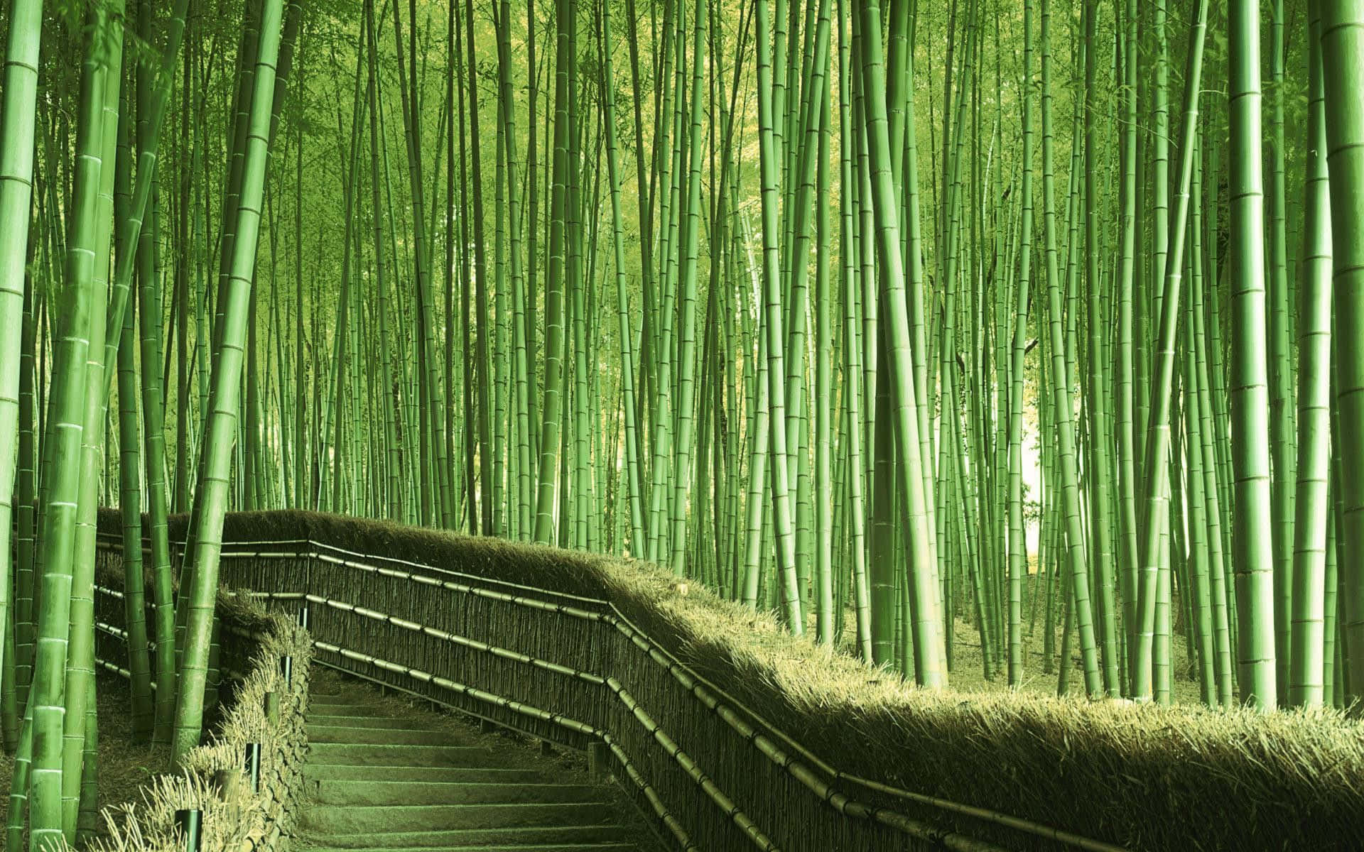 bamboo desktop, winding wooden staircase, dense forest of towering green bamboo stalks, Full HD Desktop Wallpaper