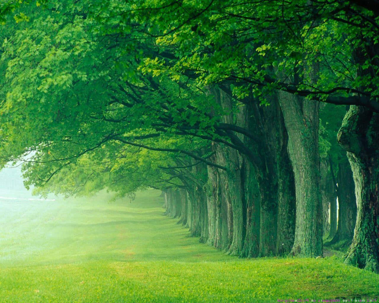 Forest Green, misty morning, towering green trees, HD Desktop Wallpaper