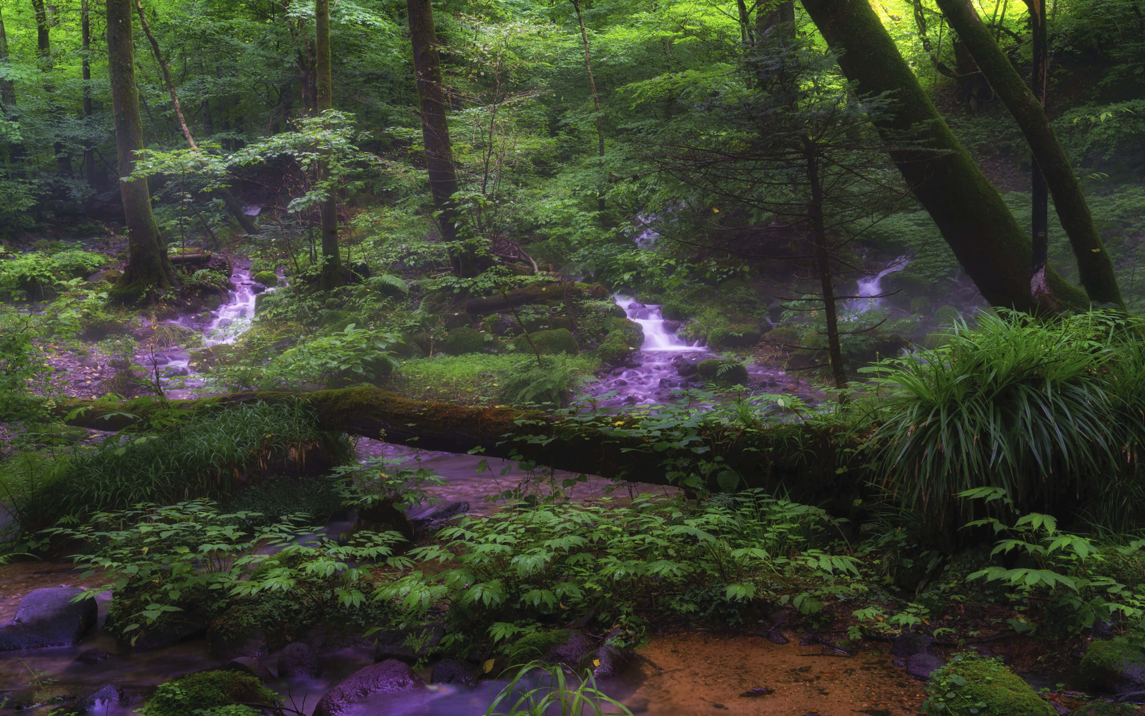 Forest Green, 3840 x 2400, waterfall, 4K Desktop Wallpaper