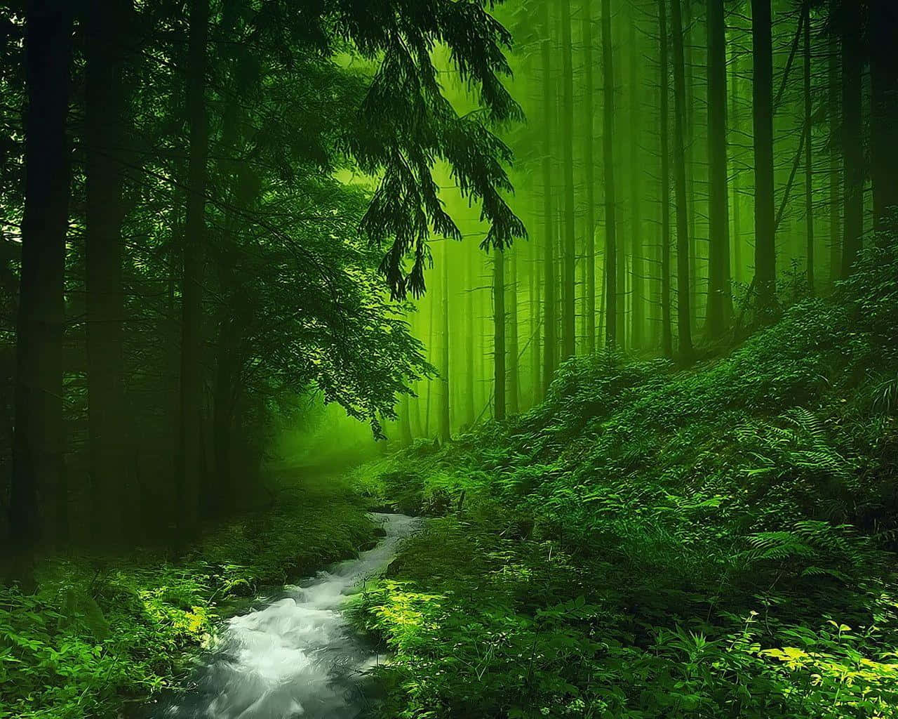 forest green, stream, emerald trees, HD Desktop Wallpaper