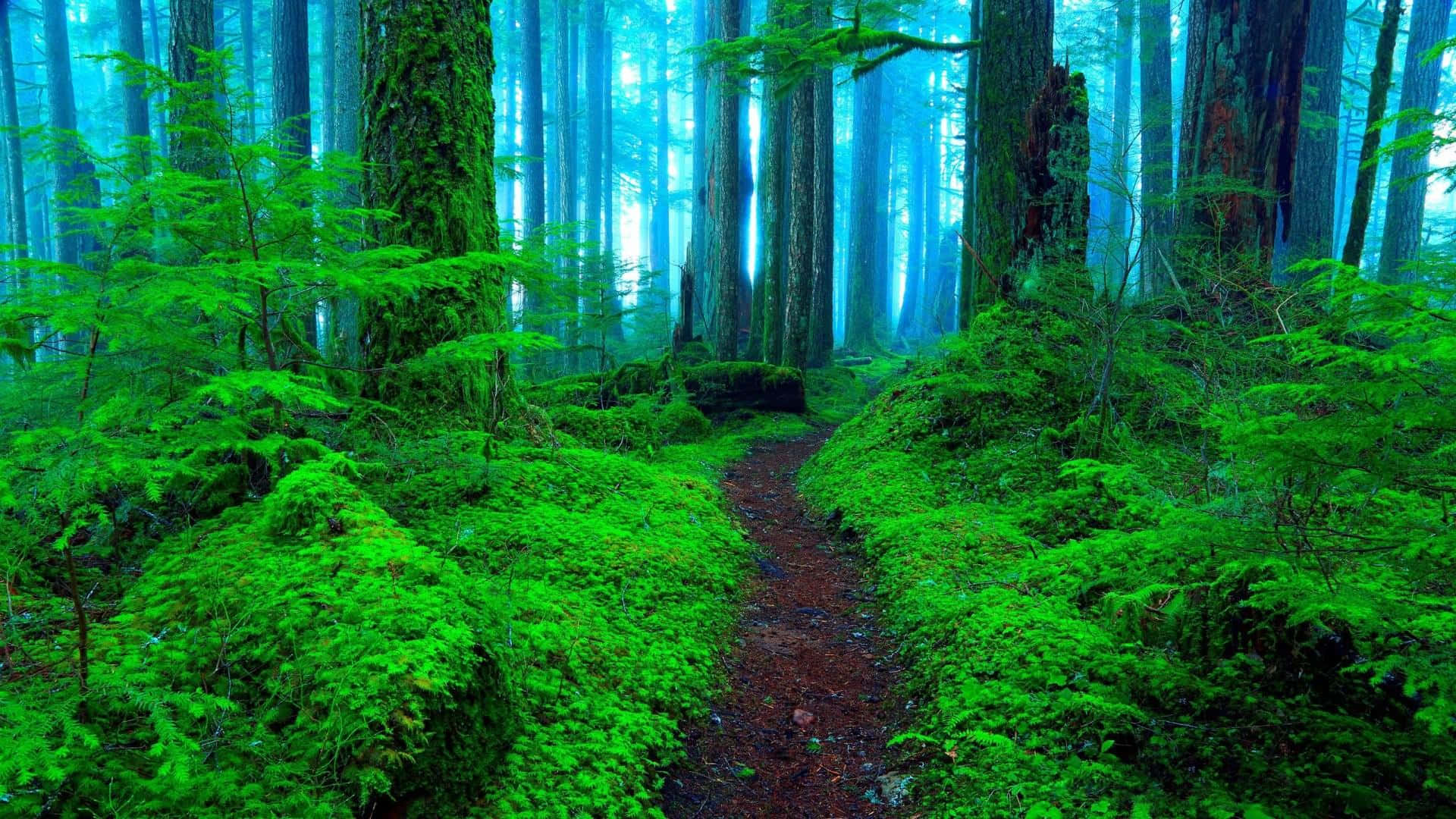 Forest Green, misty forest, towering moss-covered trees, Full HD Desktop Wallpaper