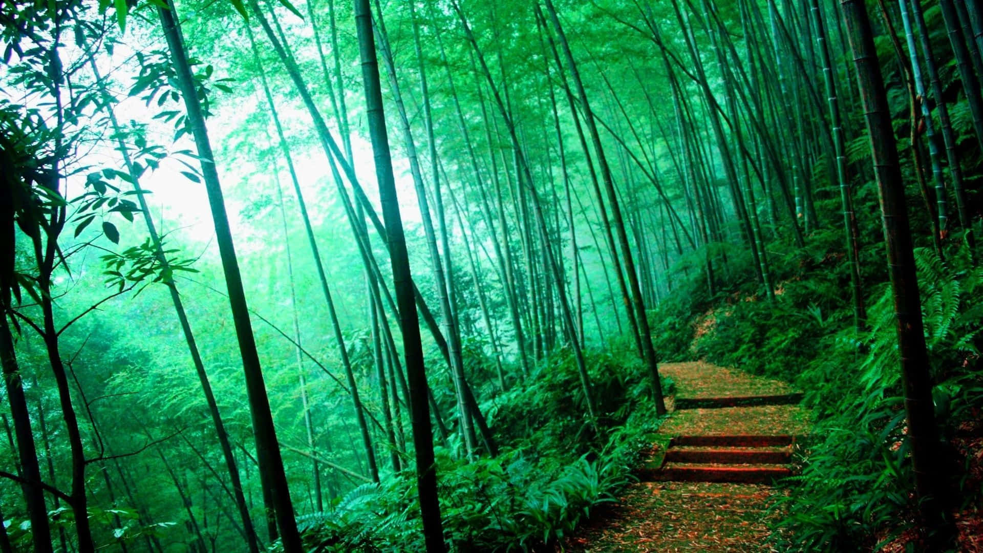 bamboo forest, stone path, emerald, Full HD Desktop Wallpaper