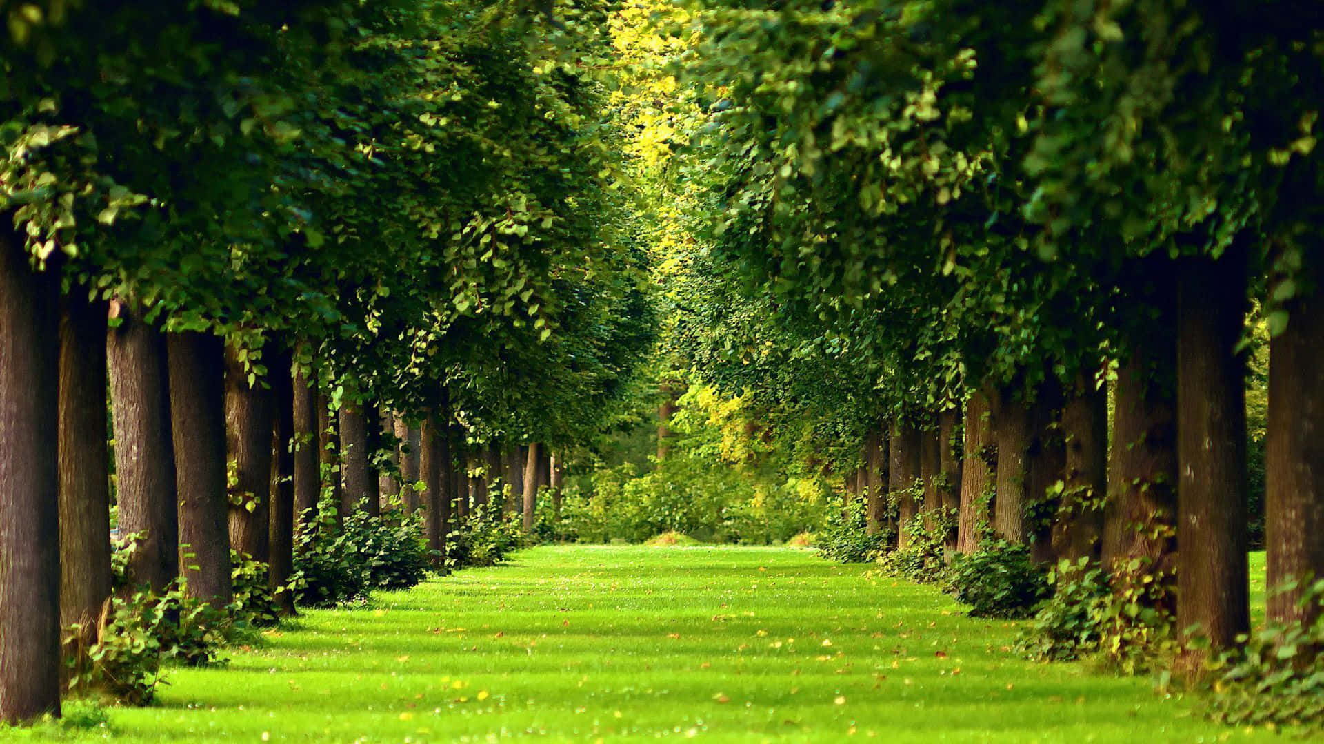 Forest Green, vibrant green lawn, tall leafy trees, Full HD Desktop Wallpaper