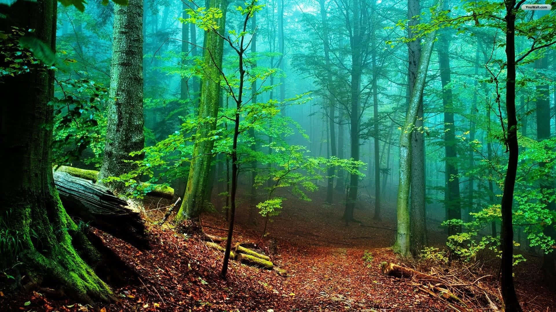 Forest Green, misty forest path, towering trees, Full HD Desktop Wallpaper