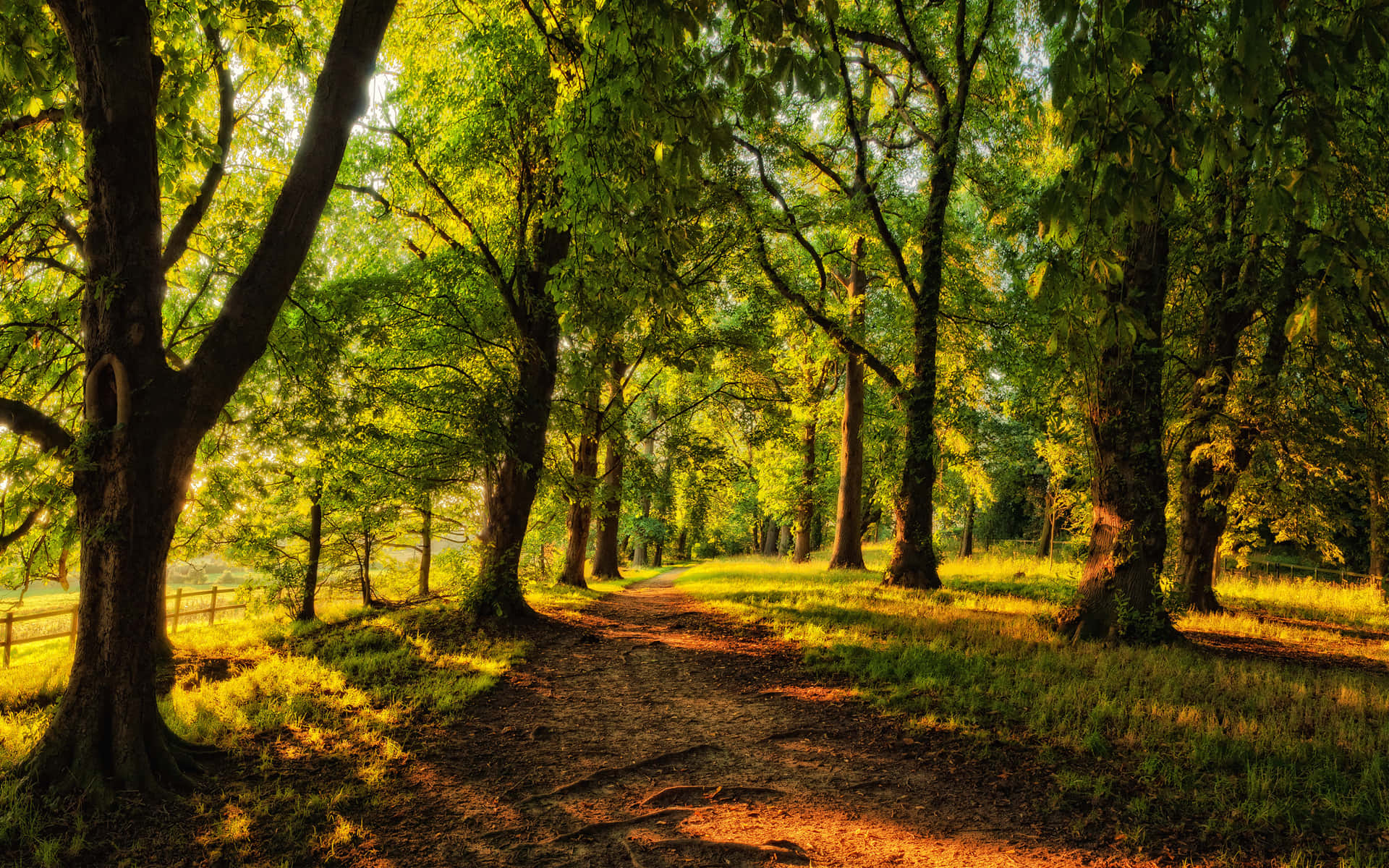 sunny daylight, forest, tall trees, Full HD Desktop Wallpaper