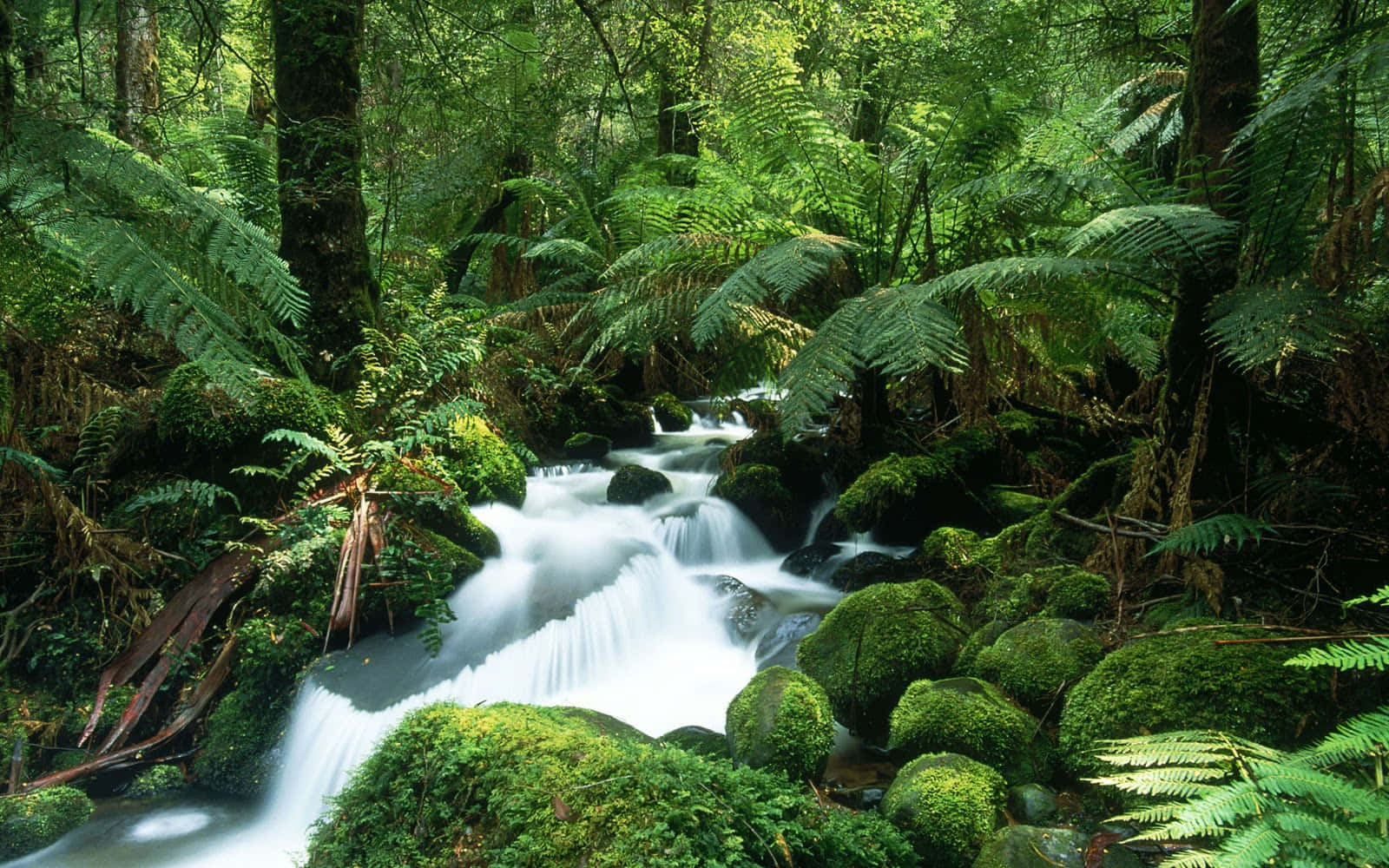 jungle desktop, forest stream, mossy rocks, HD Desktop Wallpaper