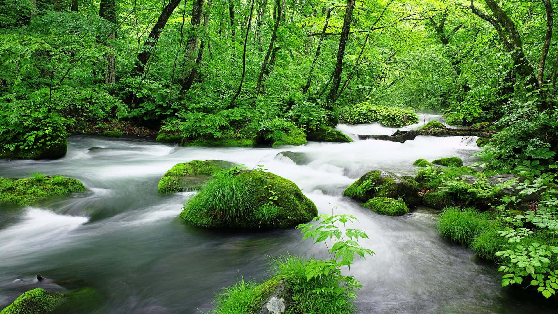 jungle desktop, forest stream, mossy rocks, Full HD Desktop Wallpaper