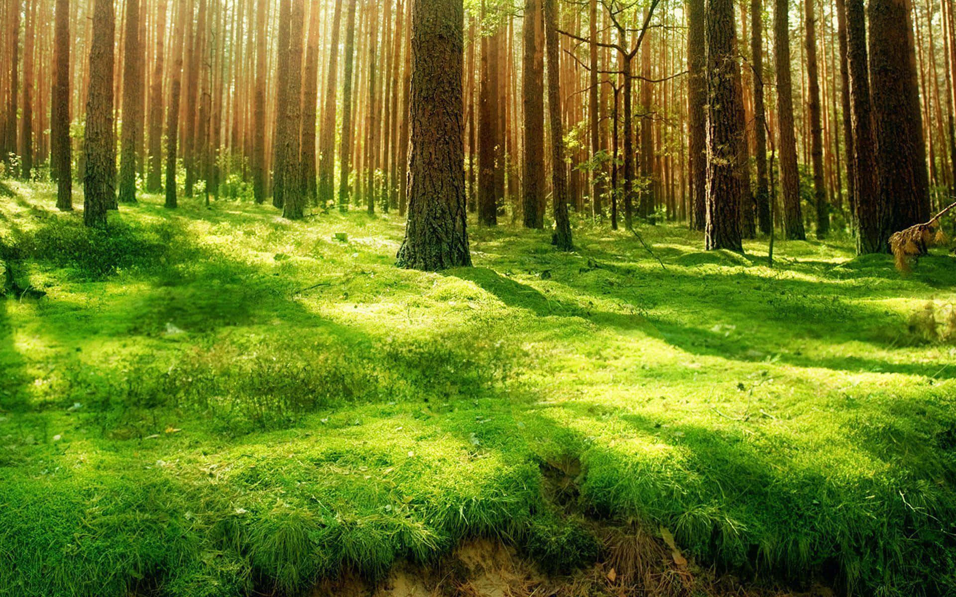 forest green, pine trees, golden beams, Full HD Desktop Wallpaper