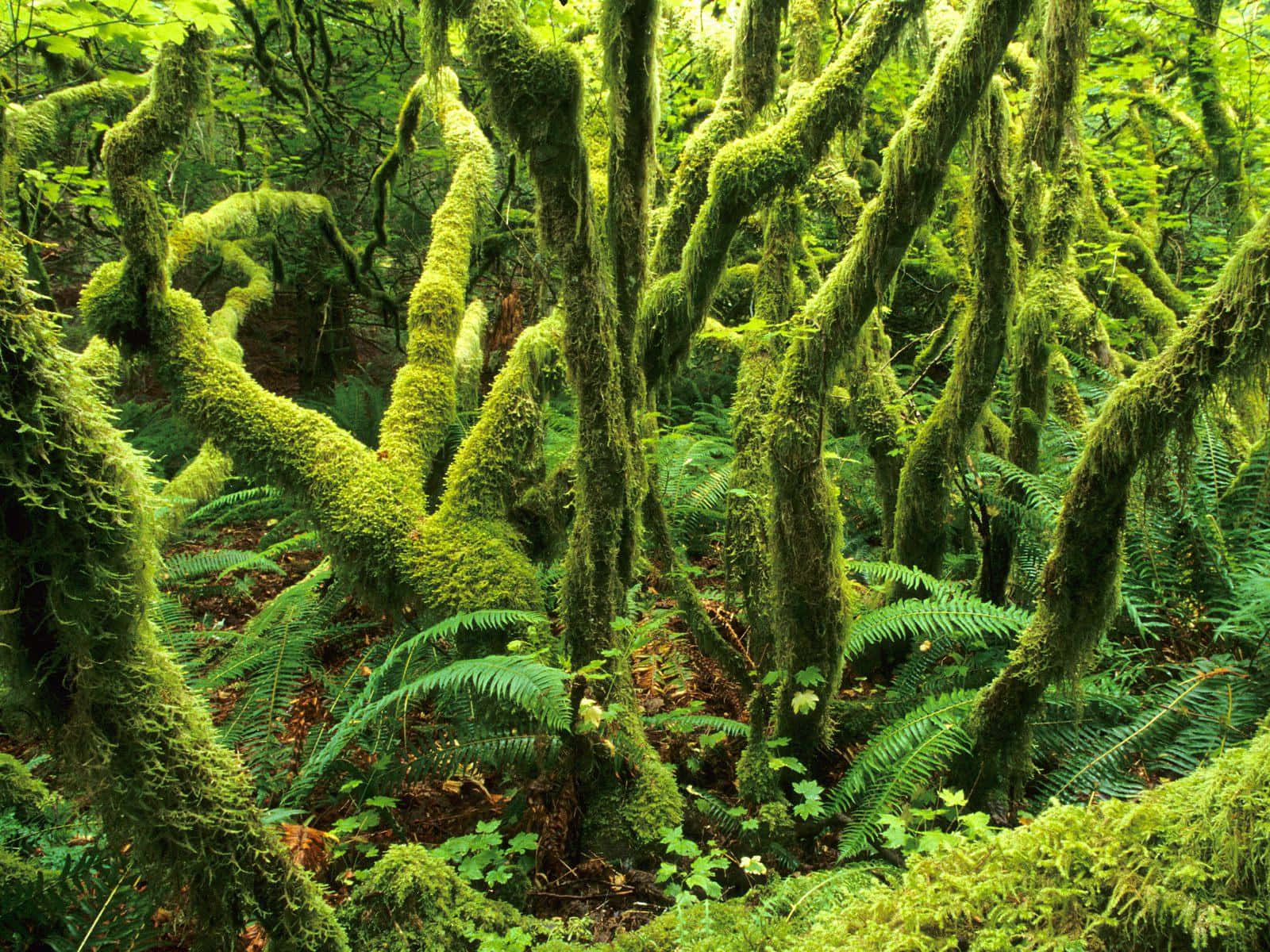 Forest Green, moss, tree trunks, HD Desktop Wallpaper