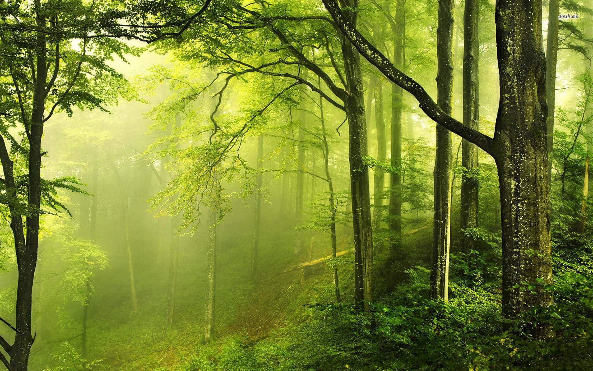 Forest Green, Sunlight, dense green trees, Full HD Desktop Wallpaper