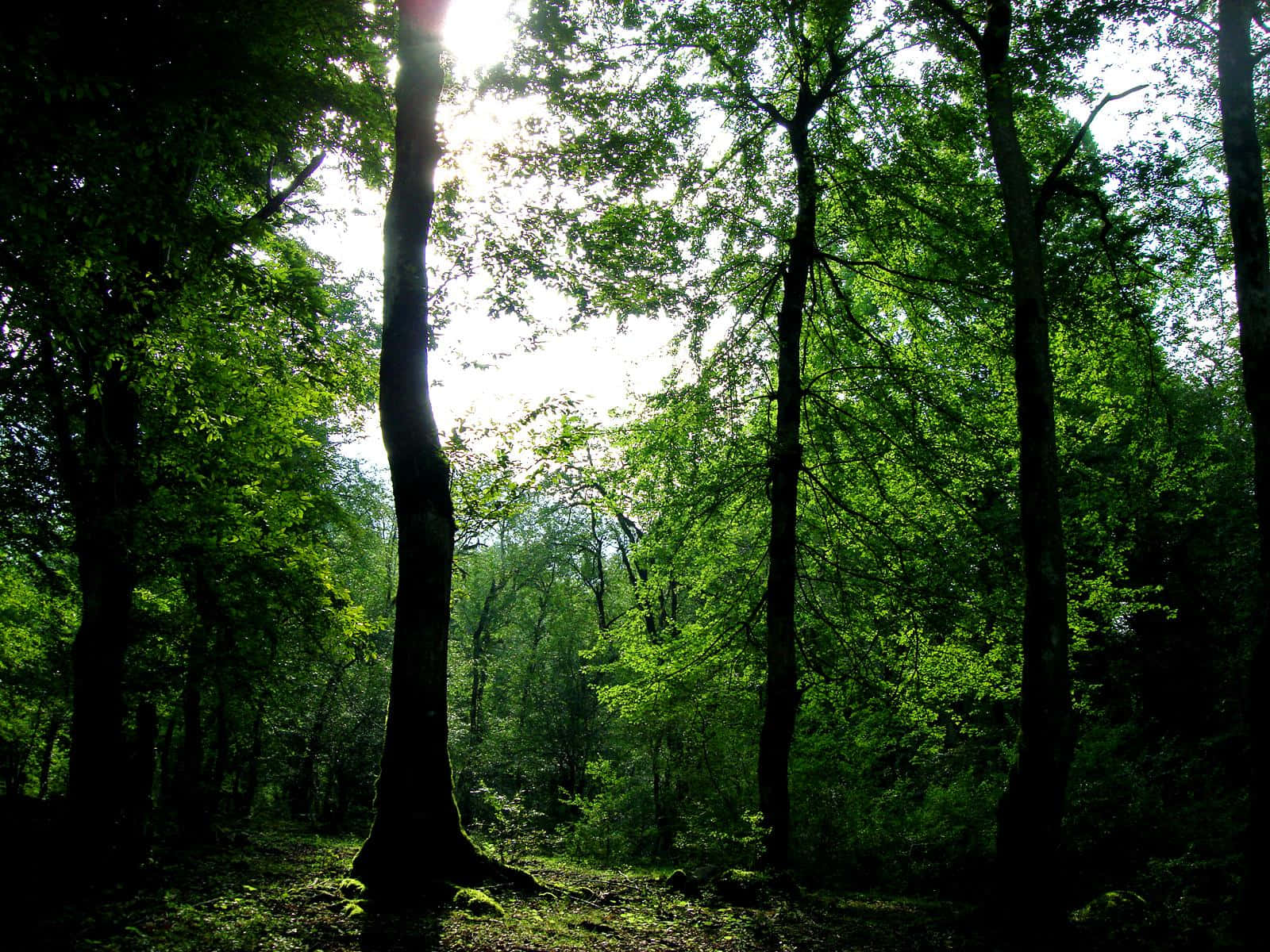 Forest Green, sunlight, dense green canopy, HD Desktop Wallpaper