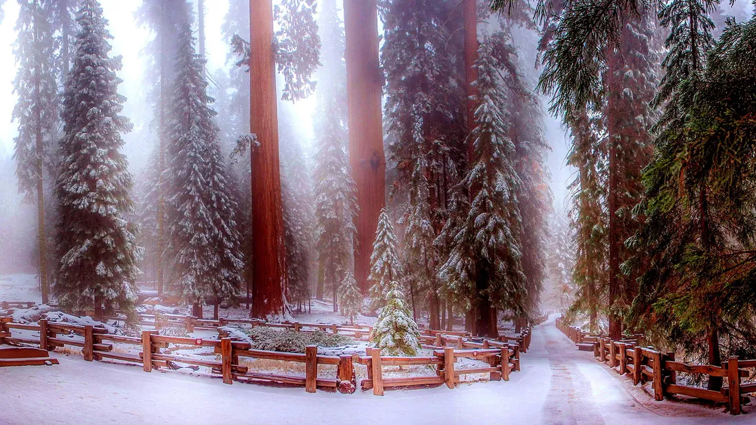 Forest iPhone