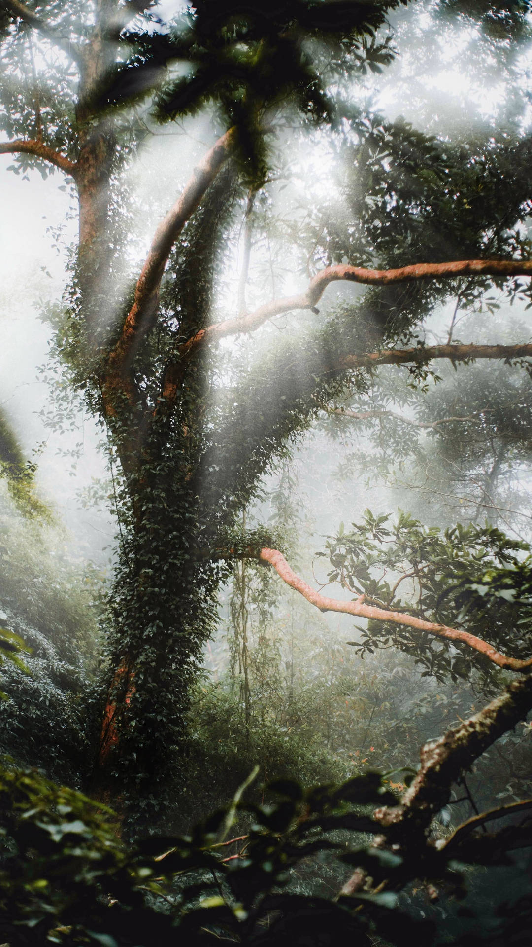 sun rays, jungle, misty jungle canopy, Full HD Phone Wallpaper