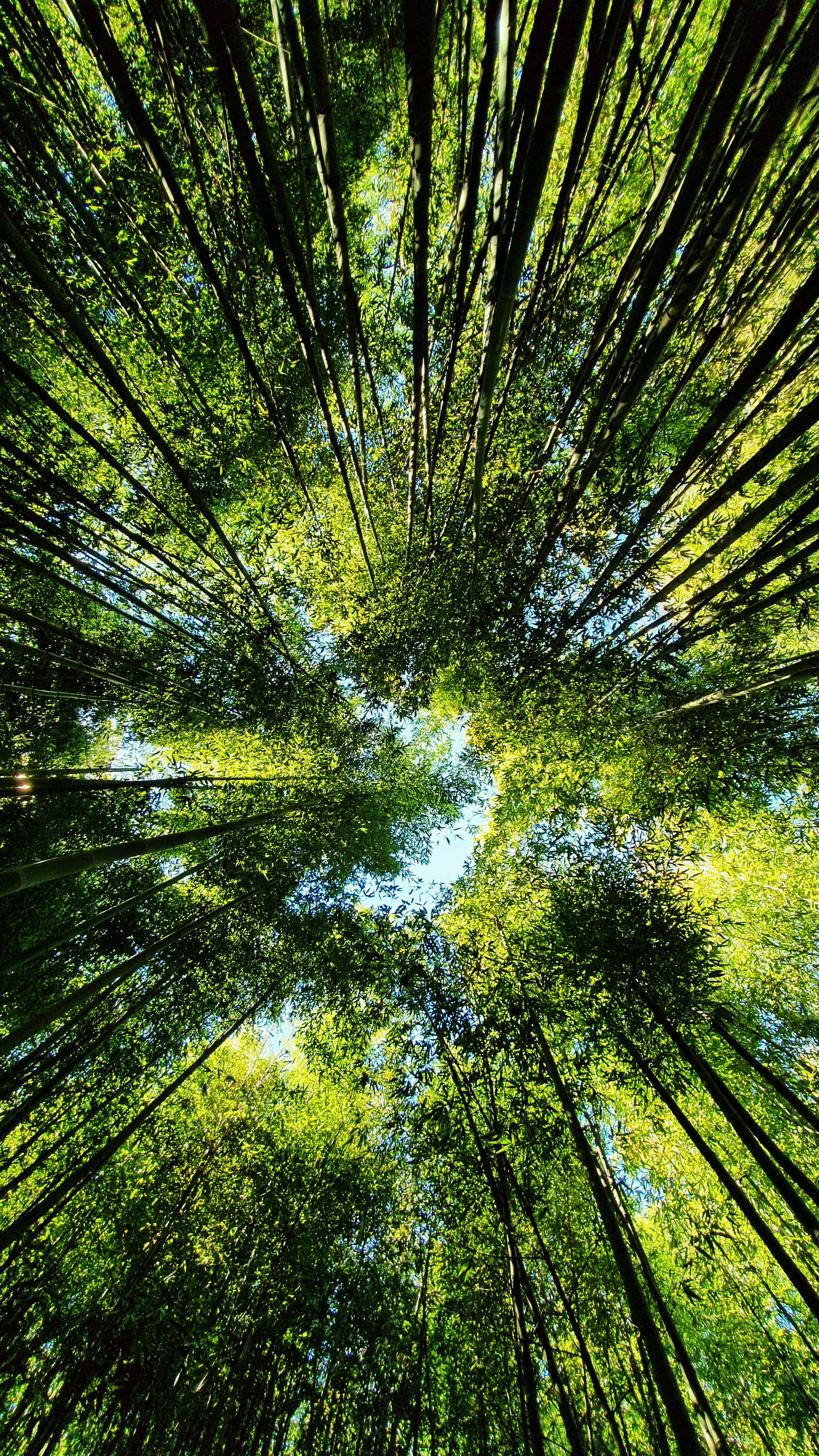 bamboo forest, sunlight, vibrant green leaves, 4K Phone Wallpaper