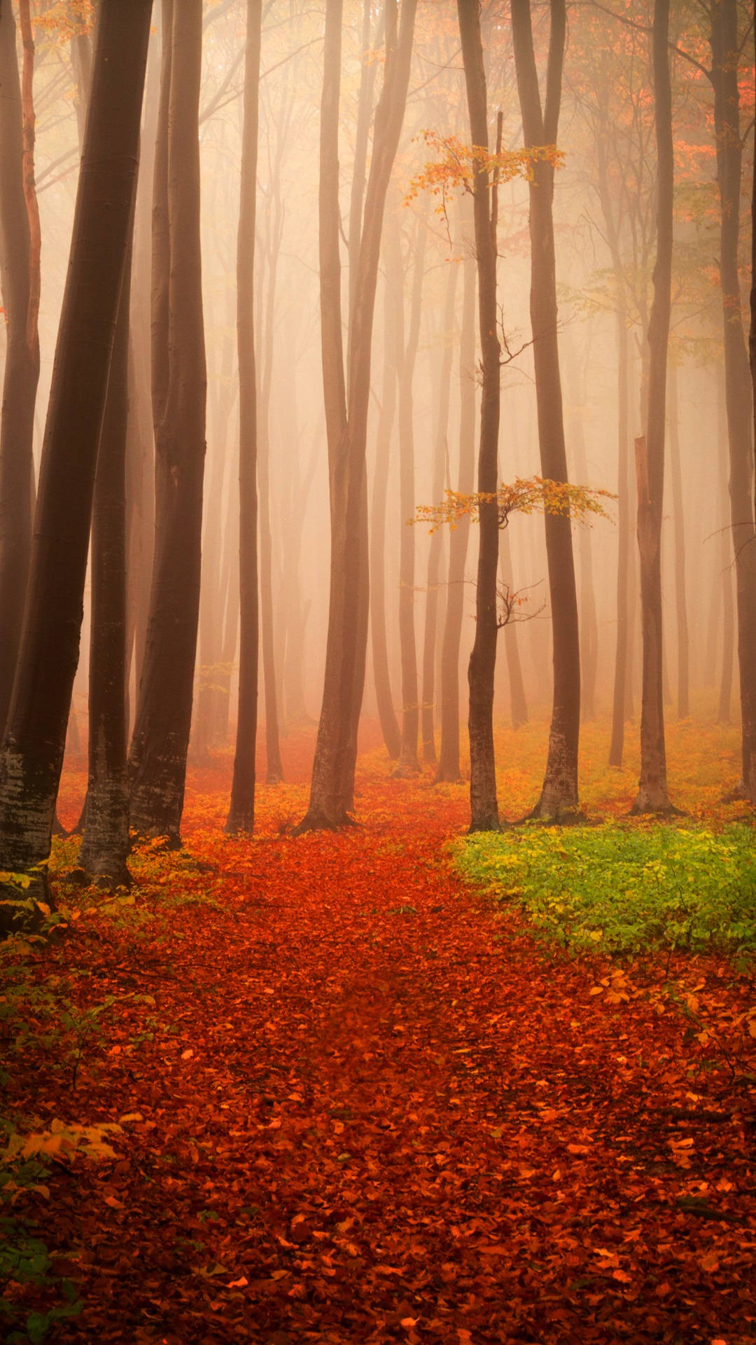 misty autumn forest, tall trees, path, Full HD Phone Wallpaper