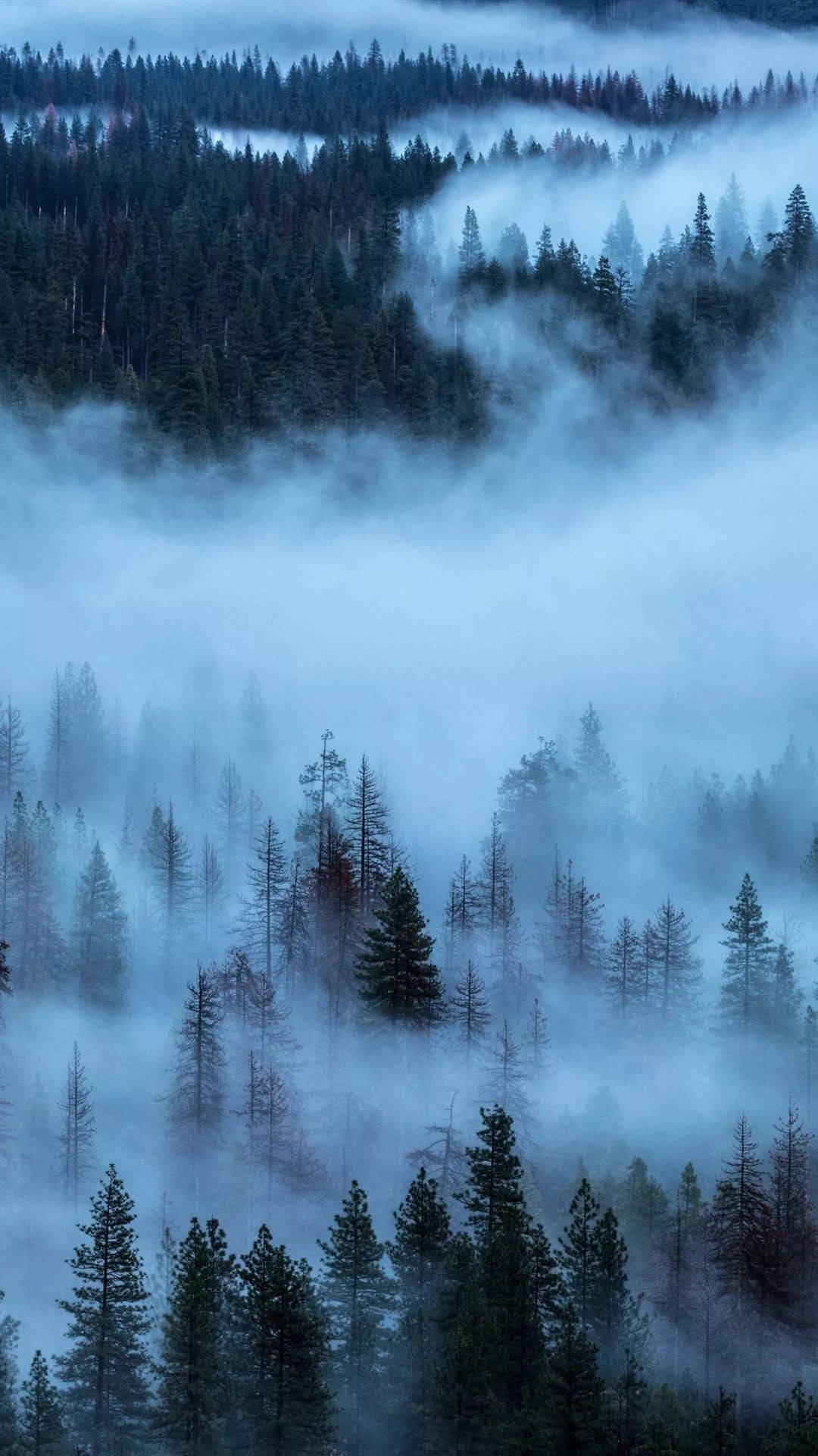 thick fog, pine forest, misty blue dawn, Full HD Phone Wallpaper