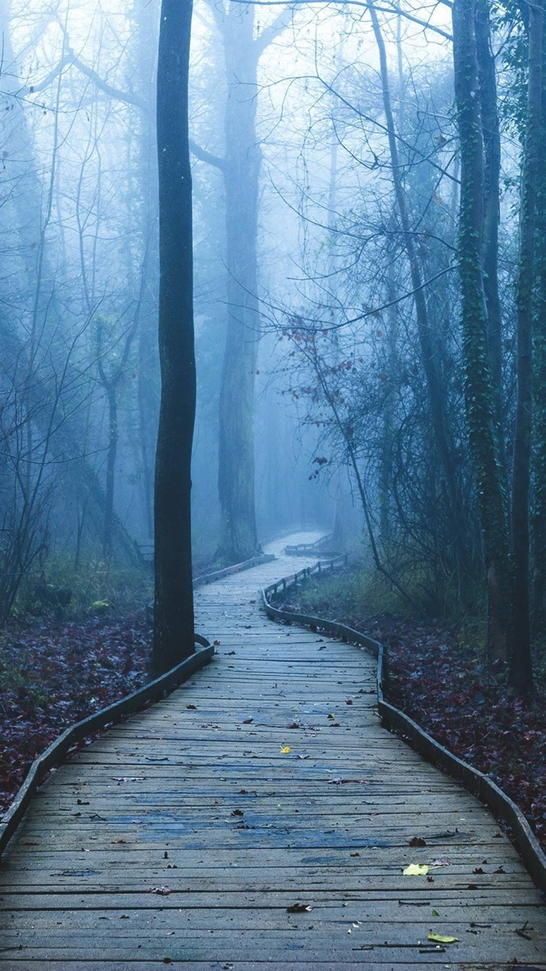 foggy forest, misty blue forest path, bare trees, Full HD Phone Wallpaper