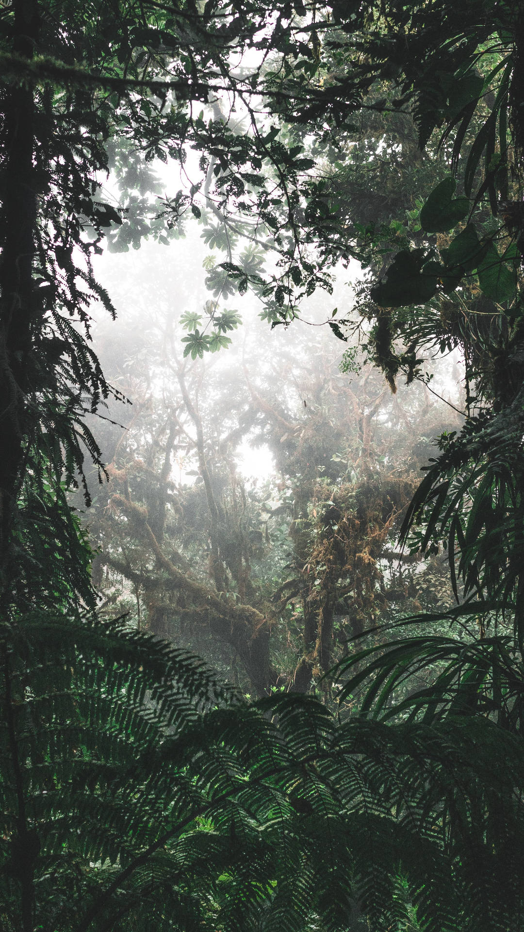 Foggy Jungle iPhone, dense green foliage, mist, Full HD Phone Wallpaper