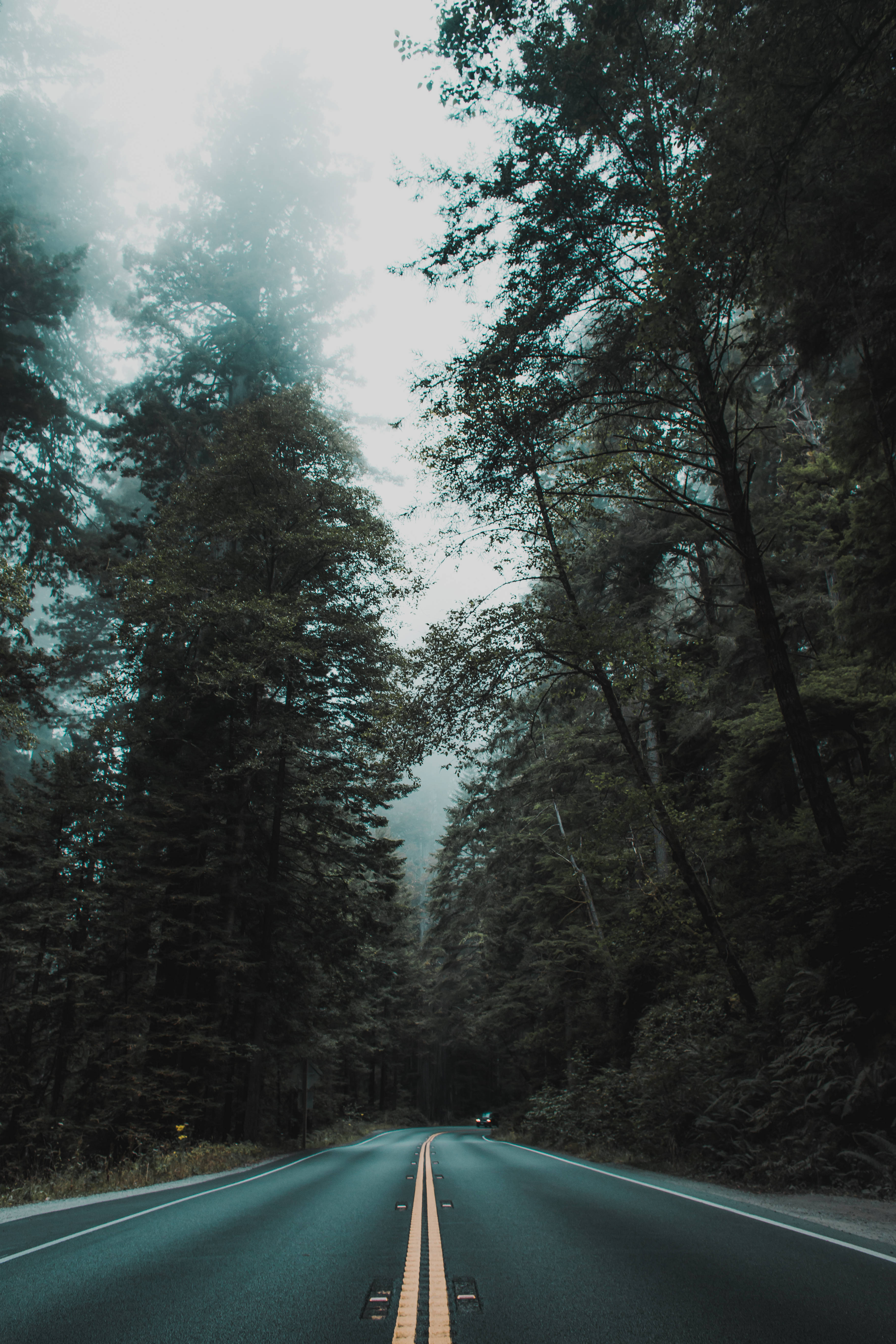 mountain forest, mist, forest road, 5K Phone Wallpaper