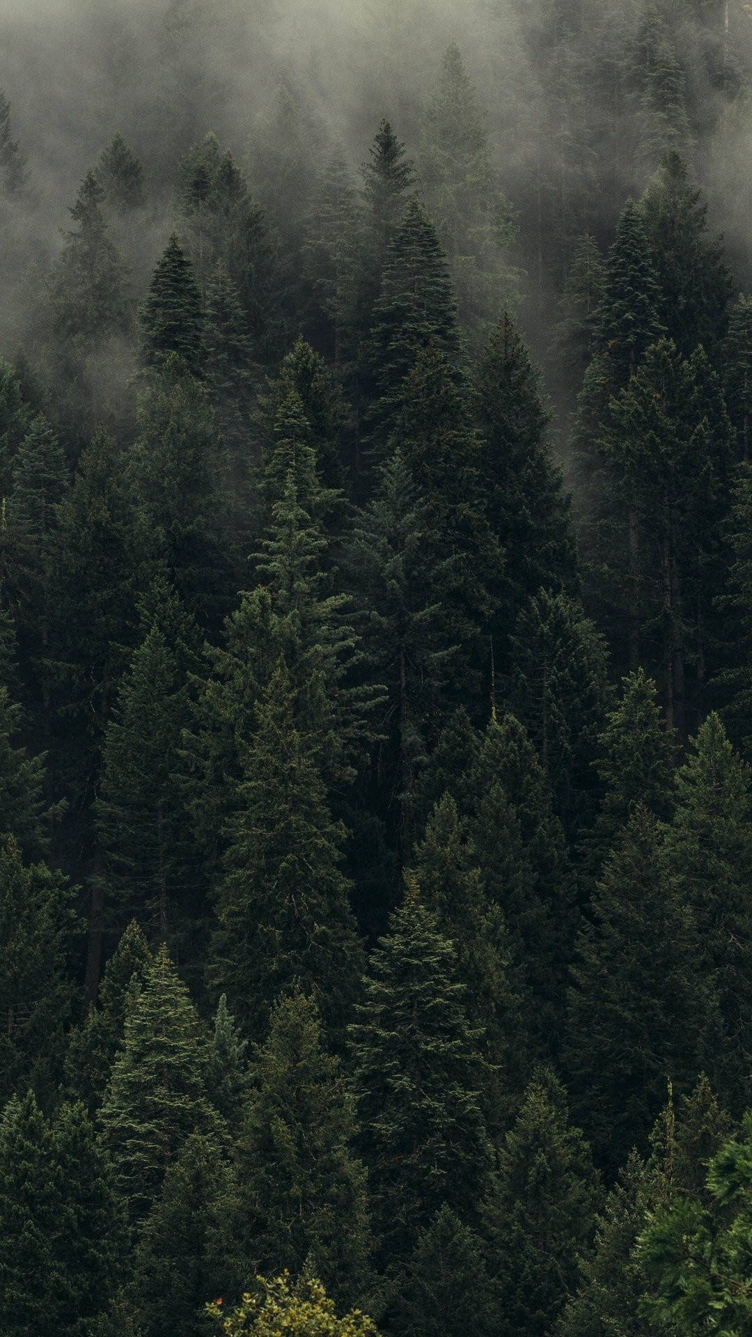 foggy pine forest, tall evergreen trees, dense fog, Full HD Phone Wallpaper
