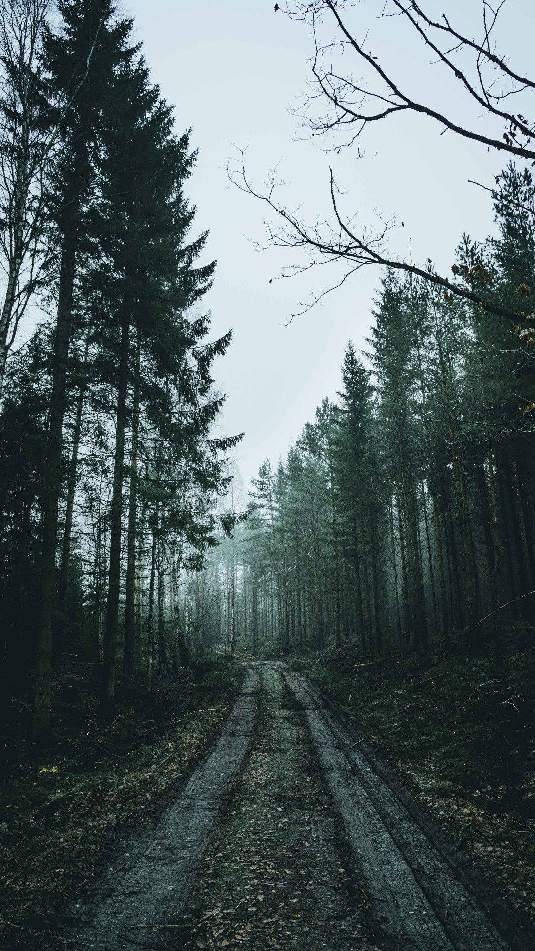 dusky forest, muddy pathways, misty forest road, Full HD Phone Wallpaper