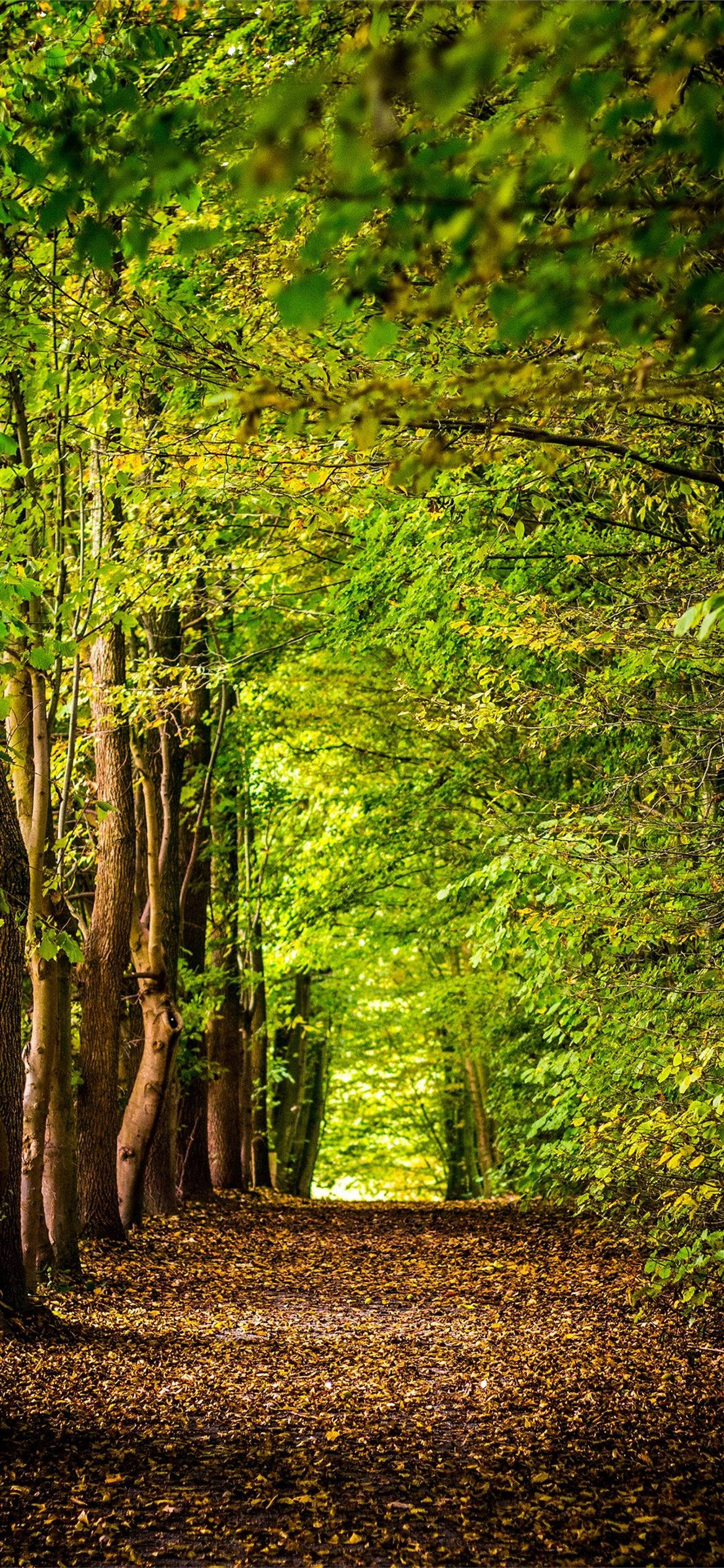 vibrant spring green, forest path, tall trees, Full HD Phone Wallpaper