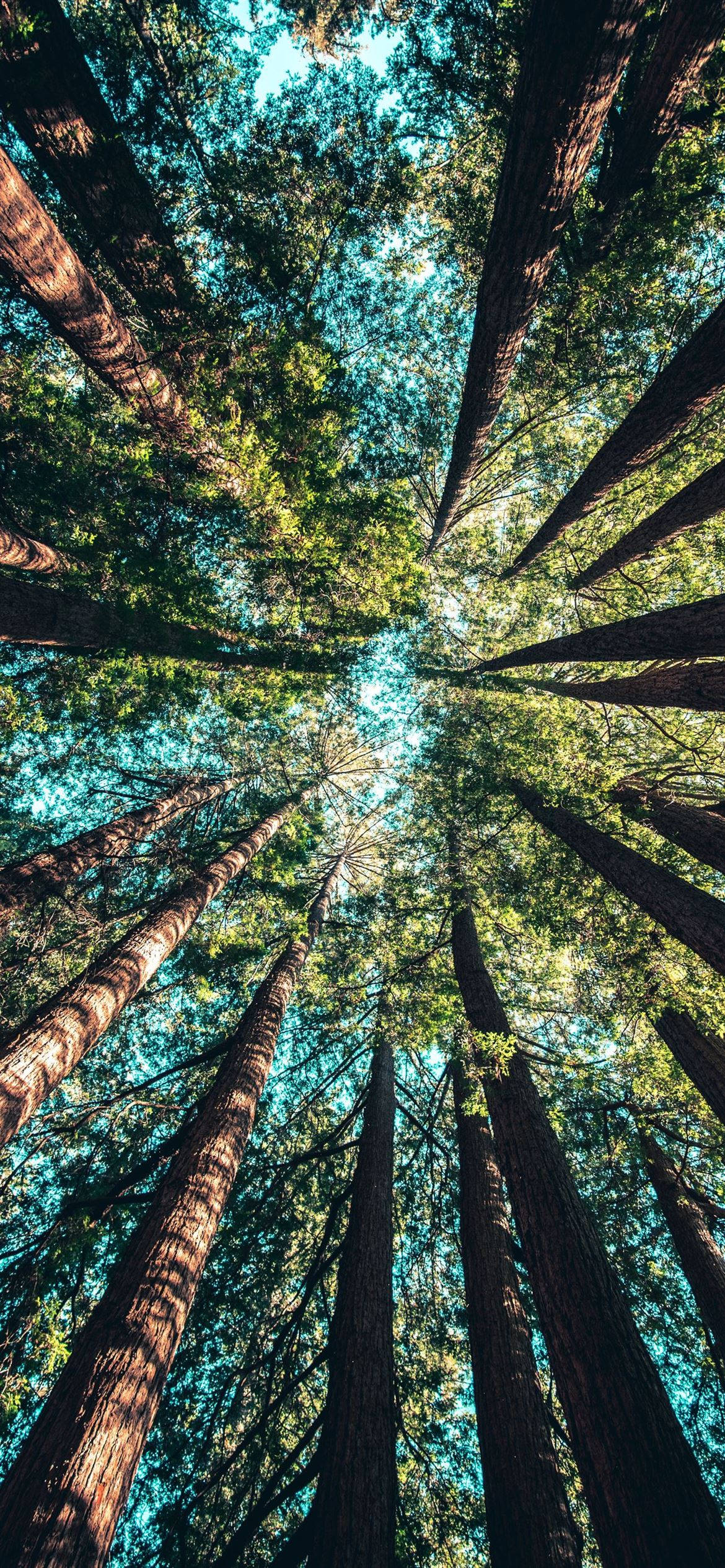 redwood trees, cathedral of green canopy, dappled sunlight, Full HD Phone Wallpaper