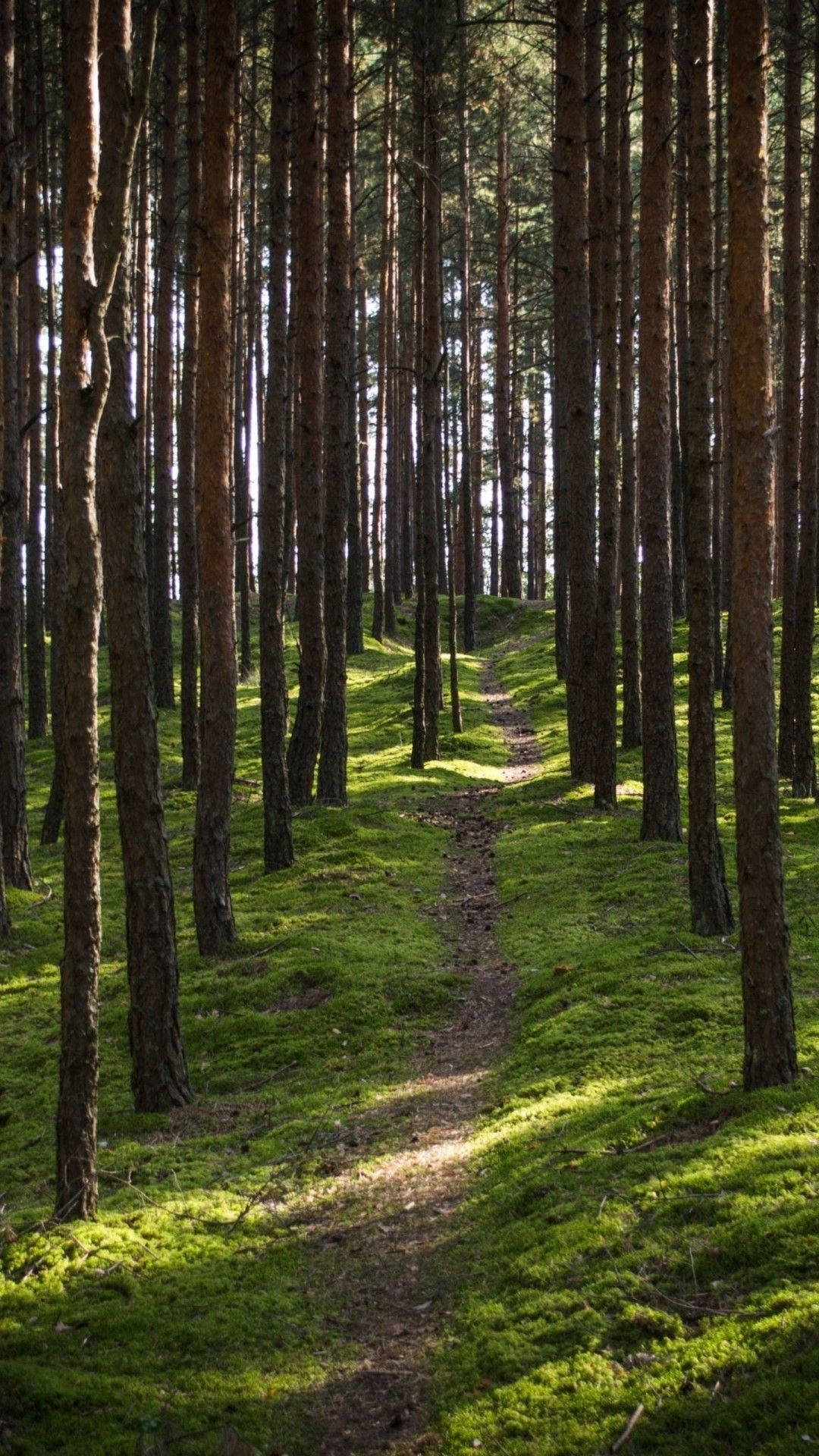 massive timber pine forest, dirt path, dense pine forest, Full HD Phone Wallpaper