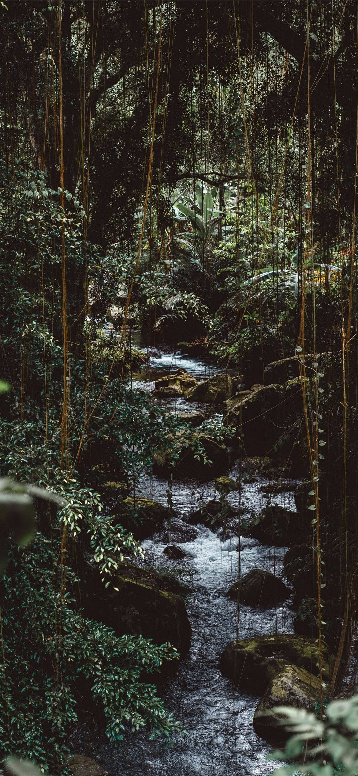 natural spring water, rocky forest, narrow stream, Full HD Phone Wallpaper