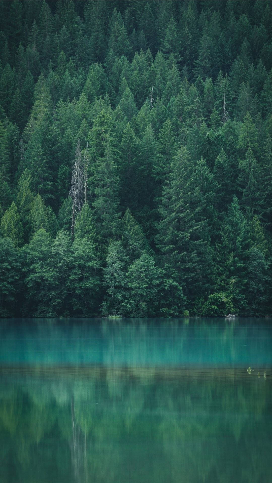 Forest iPhone, lake reflection, dense forest, Full HD Phone Wallpaper
