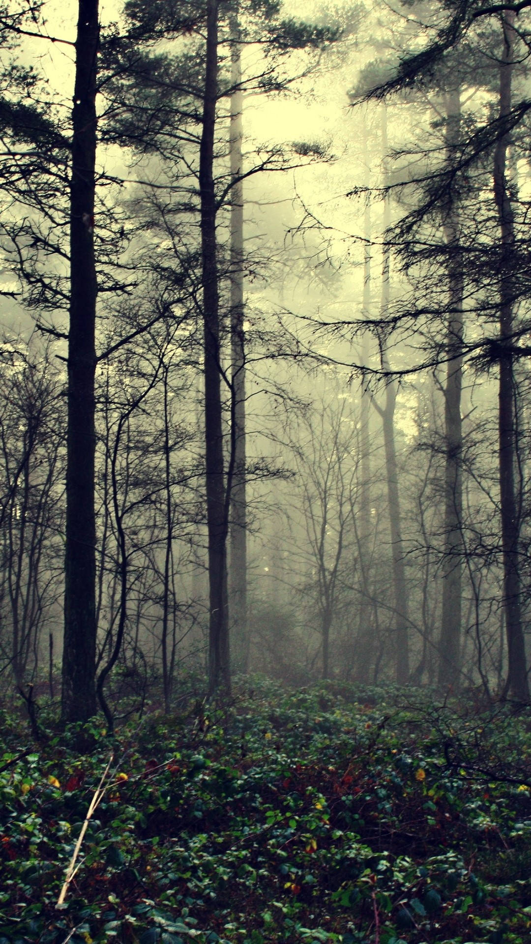 mysterious magical forest, pine trees, misty forest, Full HD Phone Wallpaper