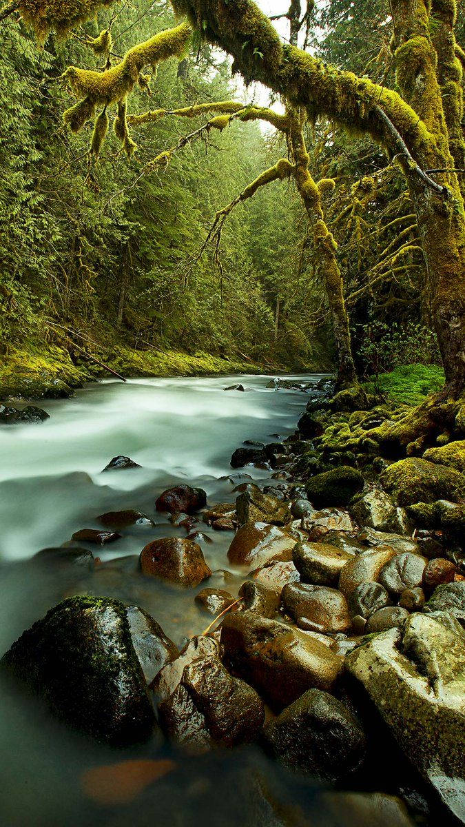 forest, river, stream, SD Phone Wallpaper