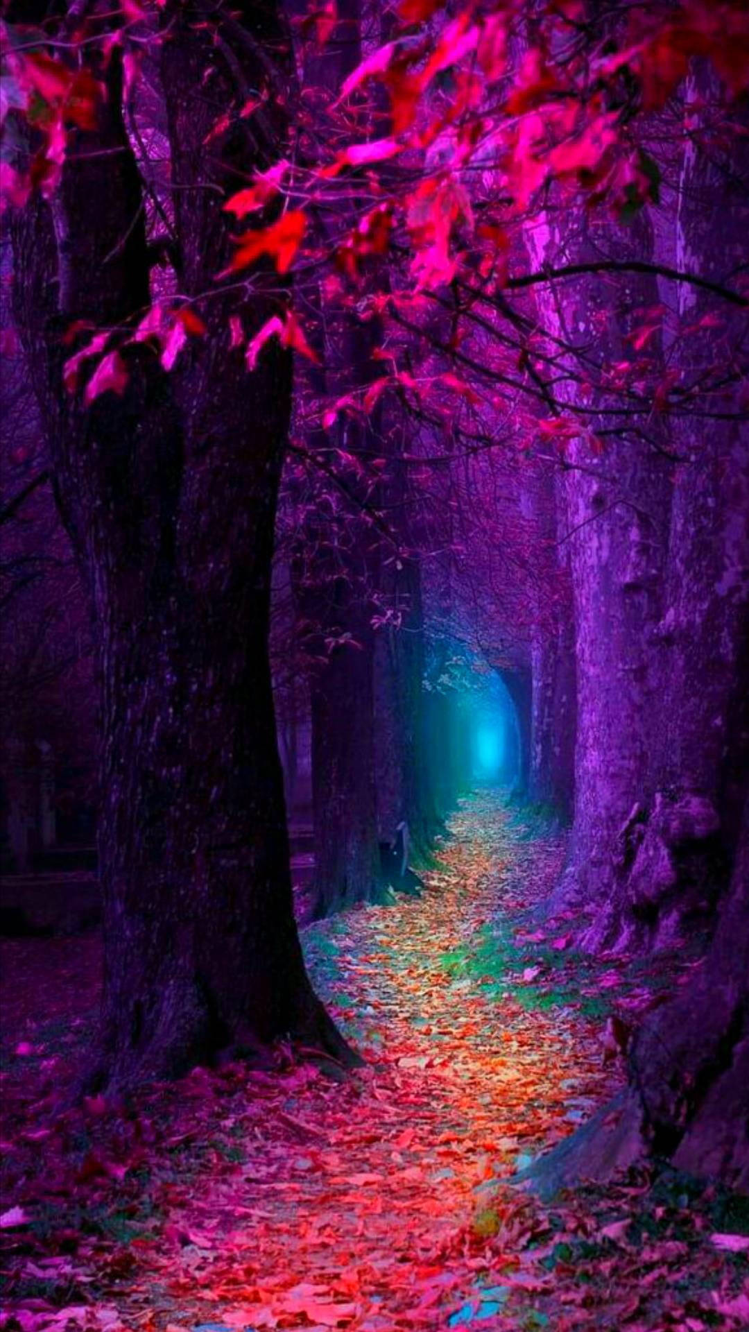 multicolor fall forest, rainbow leaves, mystical forest, Full HD Phone Wallpaper