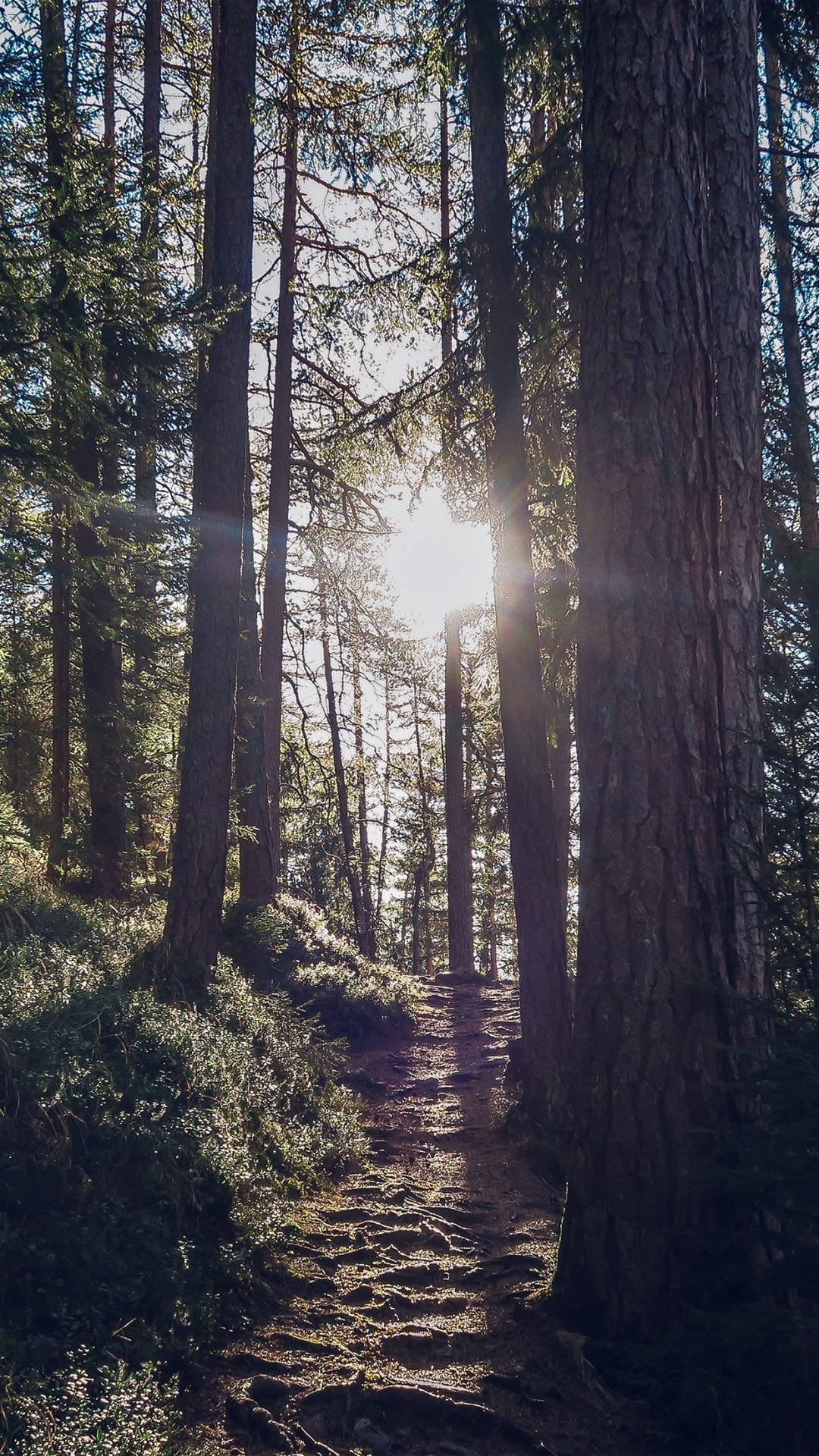 silhouetted sodden pine forest, towering pine trees, golden rays, Full HD Phone Wallpaper
