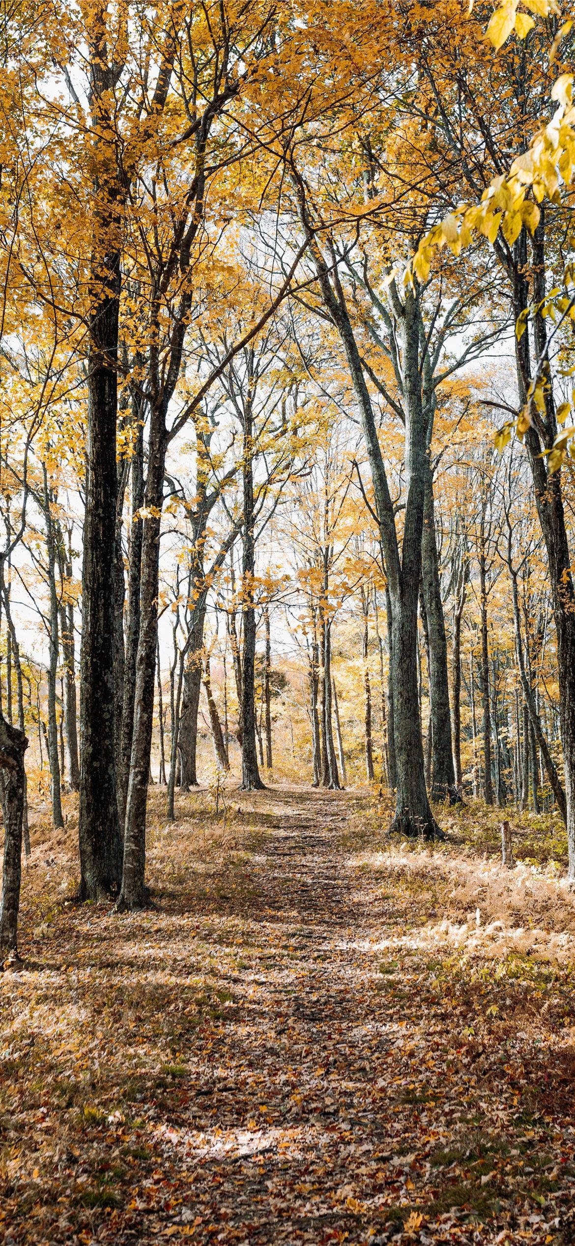 amber colored autumn trees, forest, winding path, Full HD Phone Wallpaper