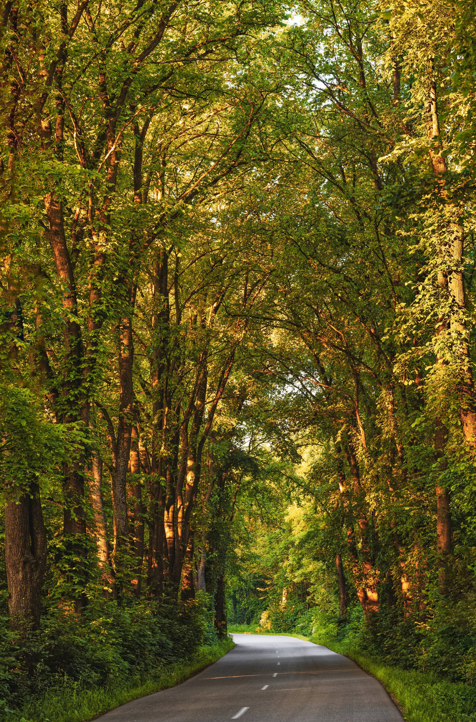 Forest iPhone, road, forest canopy, Full HD Phone Wallpaper