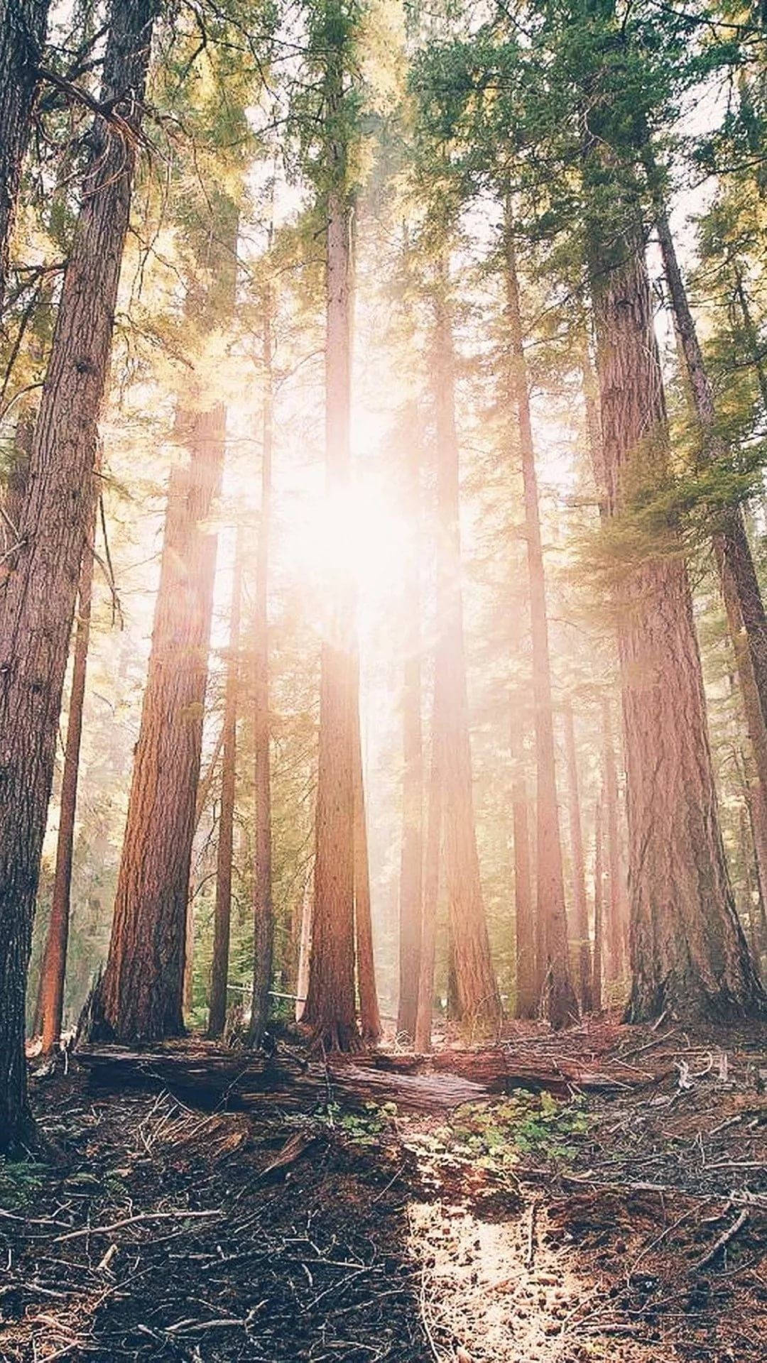 sunrays, redwood trees, forest floor, Full HD Phone Wallpaper