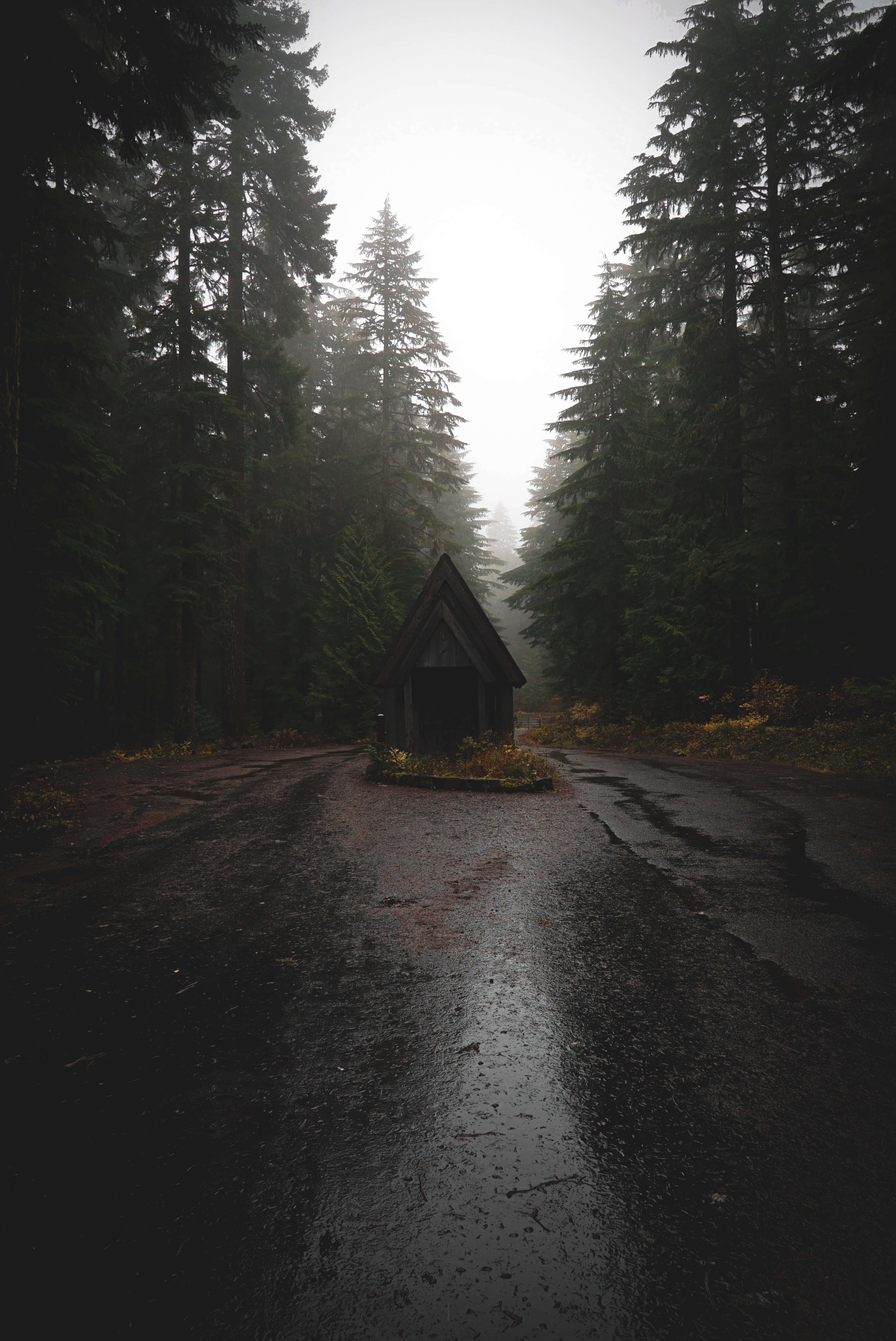 magical forest, 5472 x 8192, small cabin, 8K Phone Wallpaper