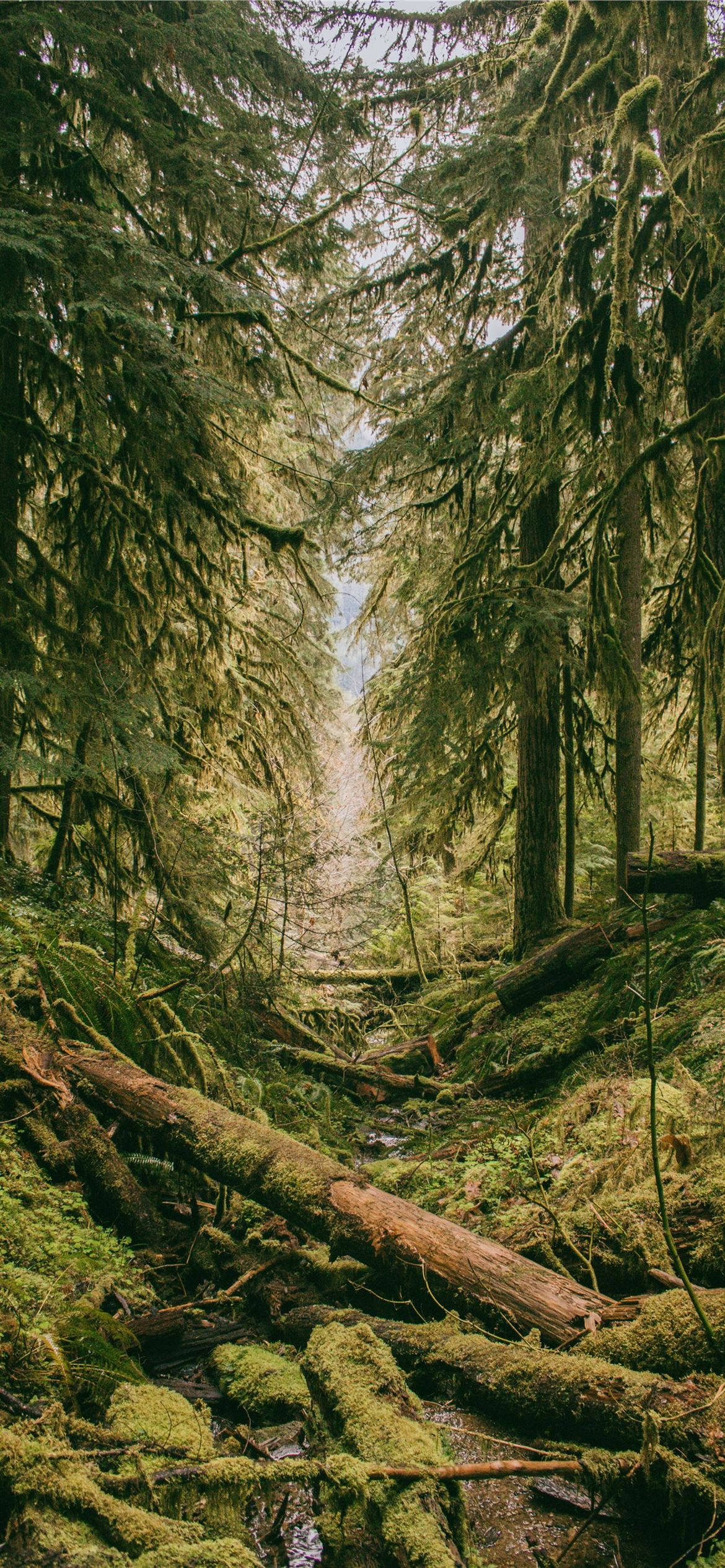 Ancient Mystical Green Forest, narrow forest path, towering moss-covered trees, Full HD Phone Wallpaper