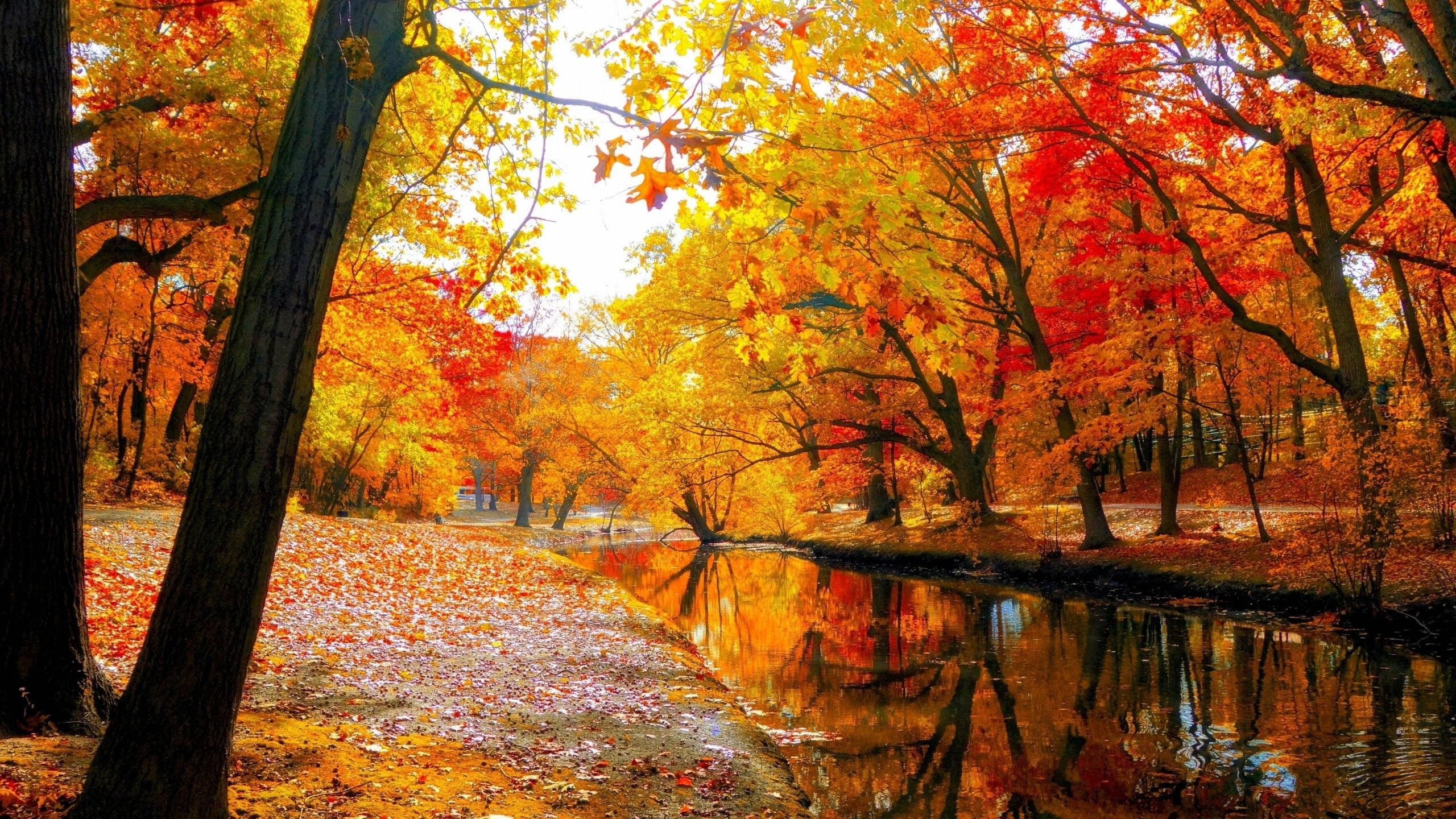2560x1440, fall trees, river, 2K Desktop Wallpaper