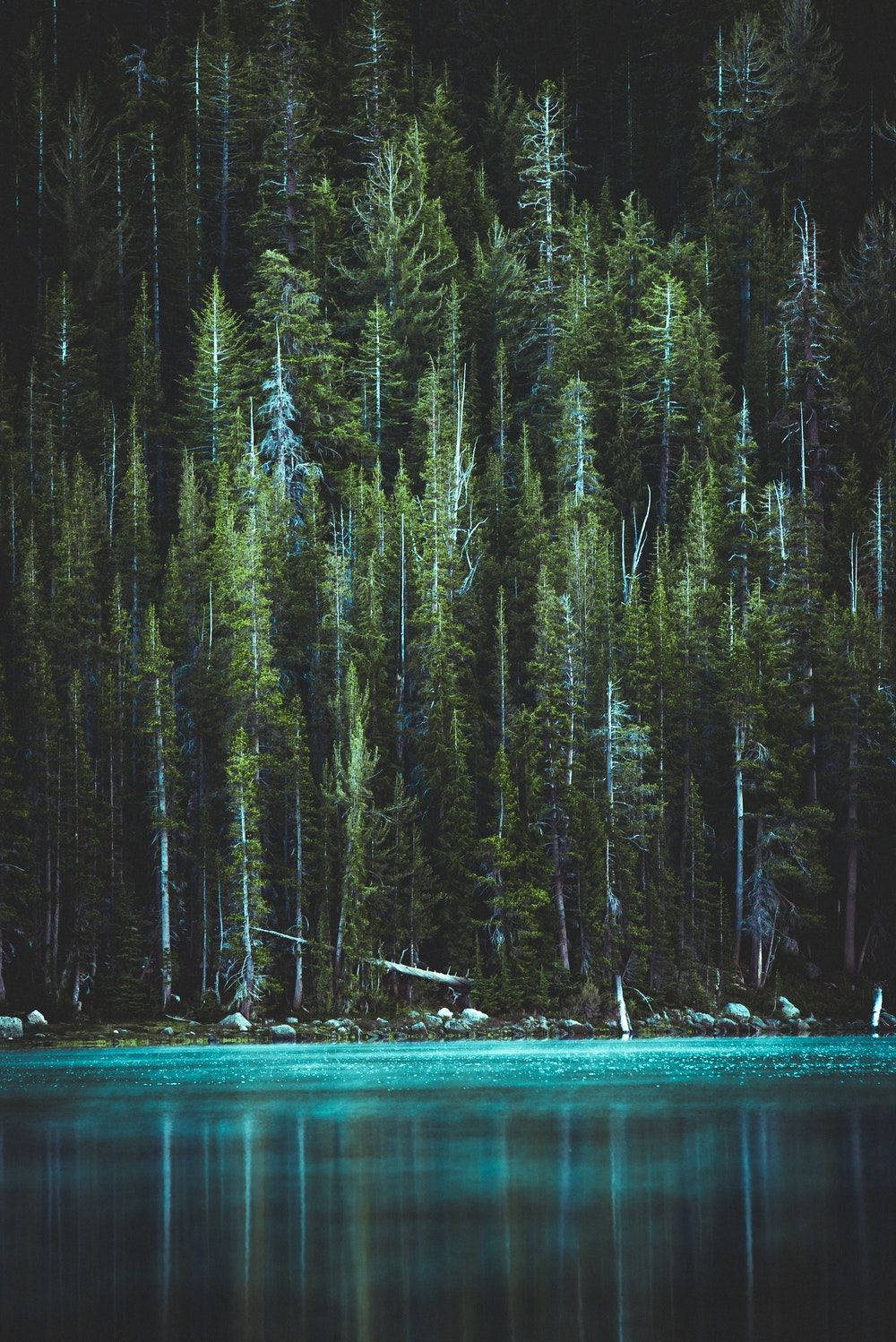Forest Lake, dusk, pine trees, HD Phone Wallpaper