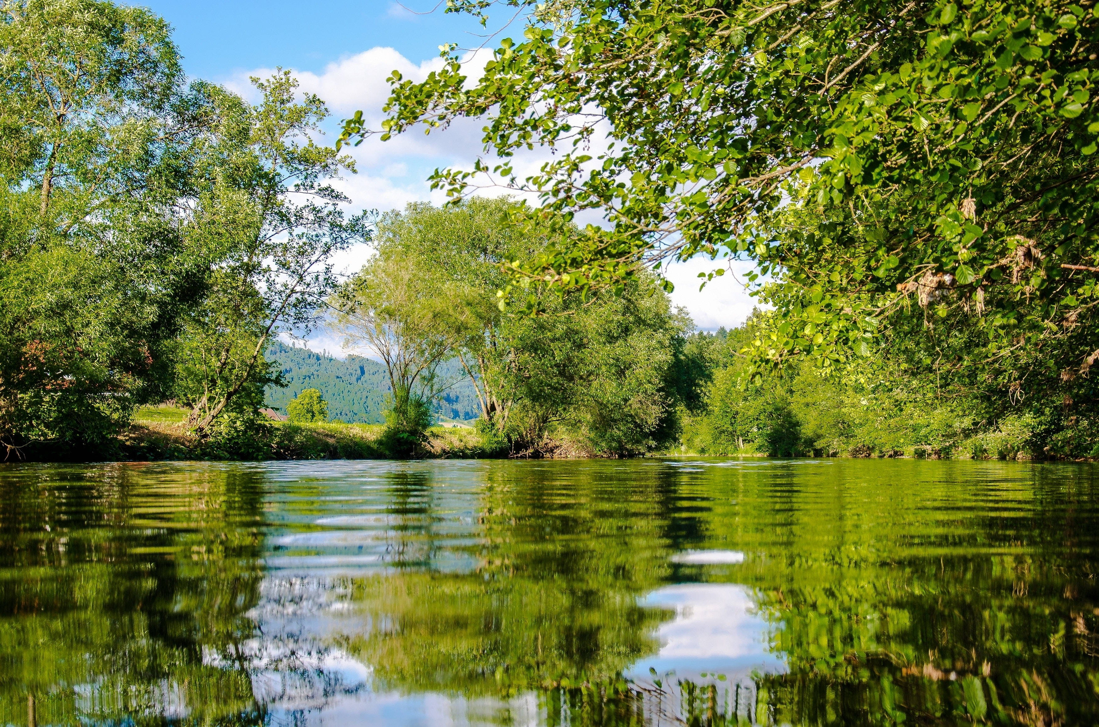 Forest Lake, Dumboor, river, 2K Desktop Wallpaper
