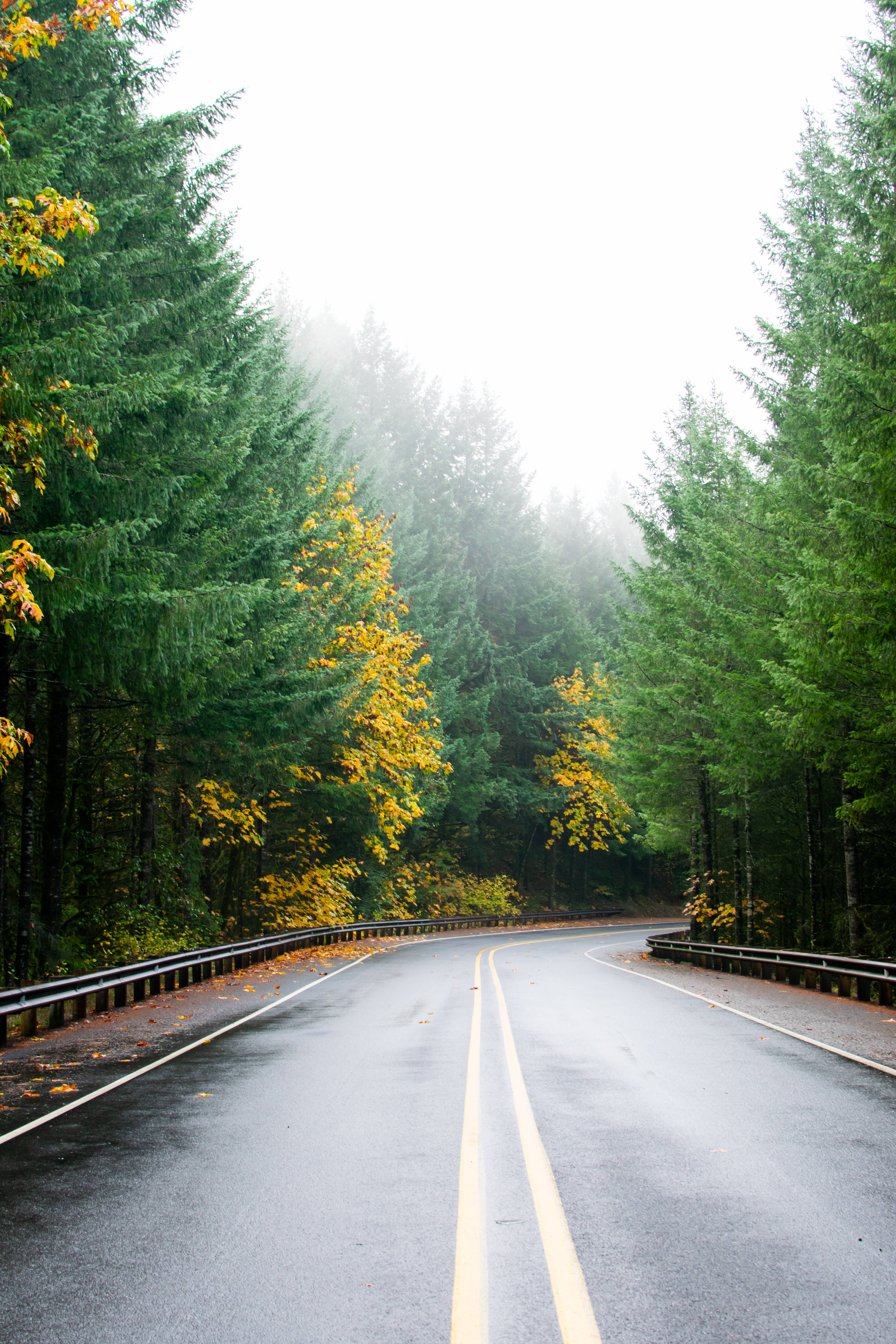 pine forest, winding wet road, misty forest, 5K Phone Wallpaper