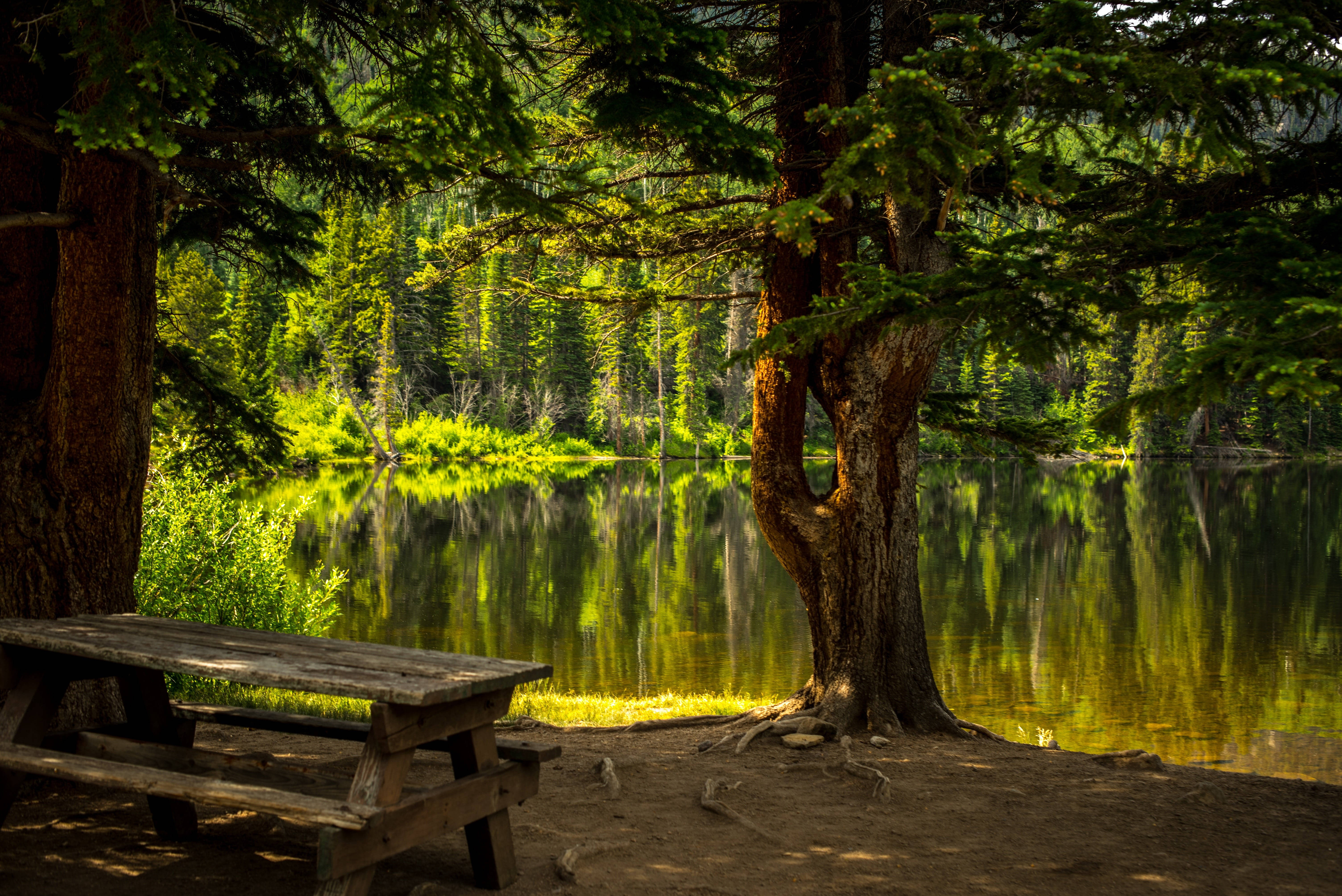 calm forest lake, wooden picnic table, towering trees, 5K Desktop Wallpaper