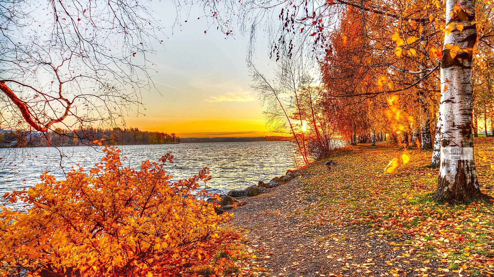 Golden autumn leaves, lakeside path, sun sets behind distant trees, Full HD Desktop Wallpaper