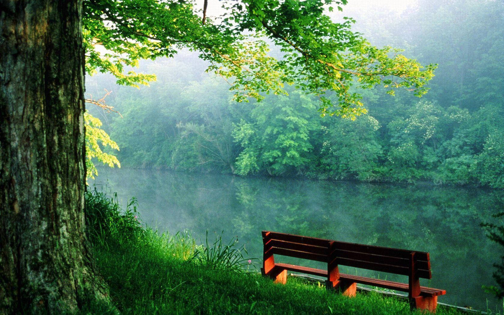empty bench, quiet forest, misty riverbank, HD Desktop Wallpaper
