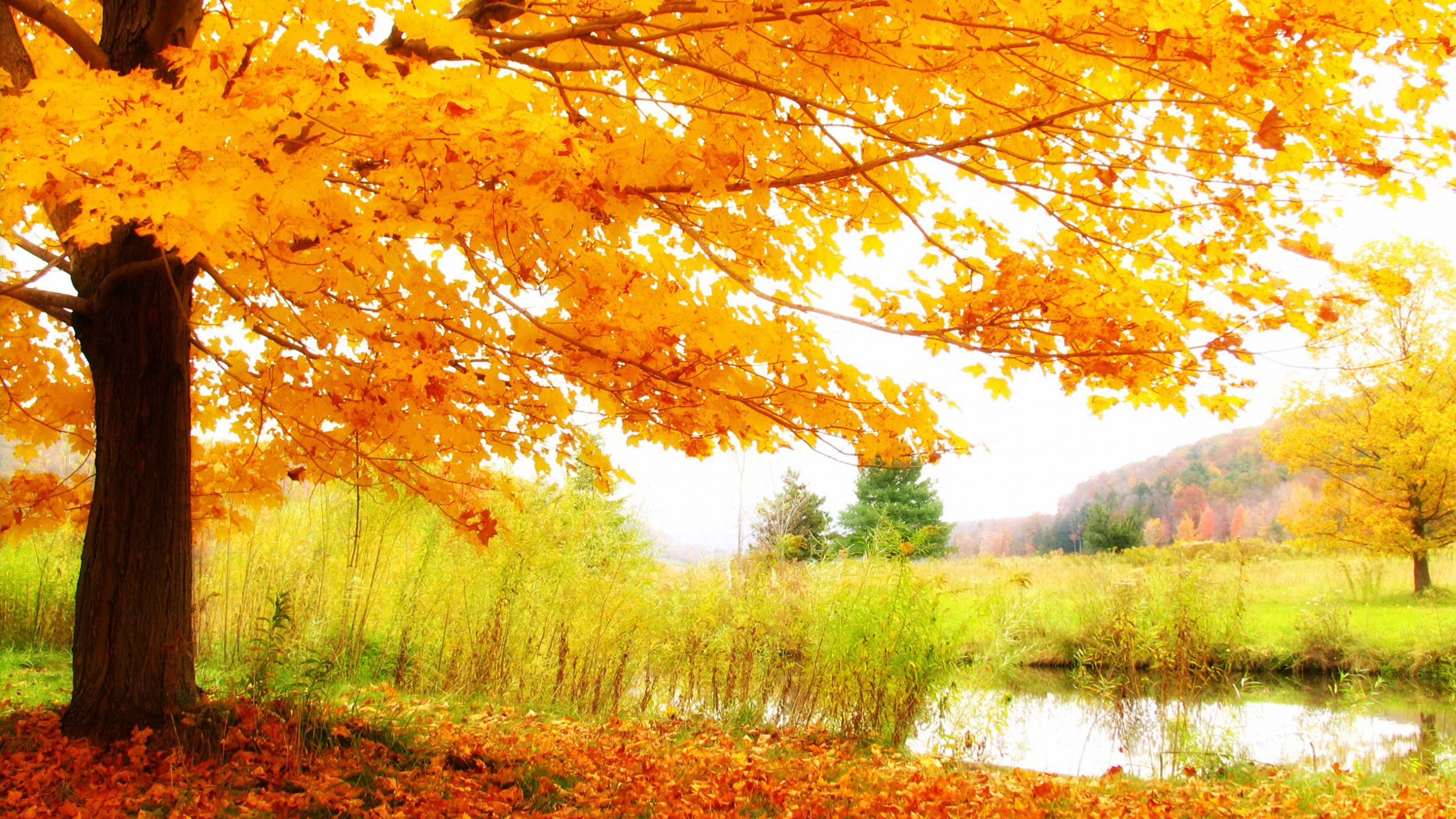 2560x1440, fall tree, lake, 2K Desktop Wallpaper