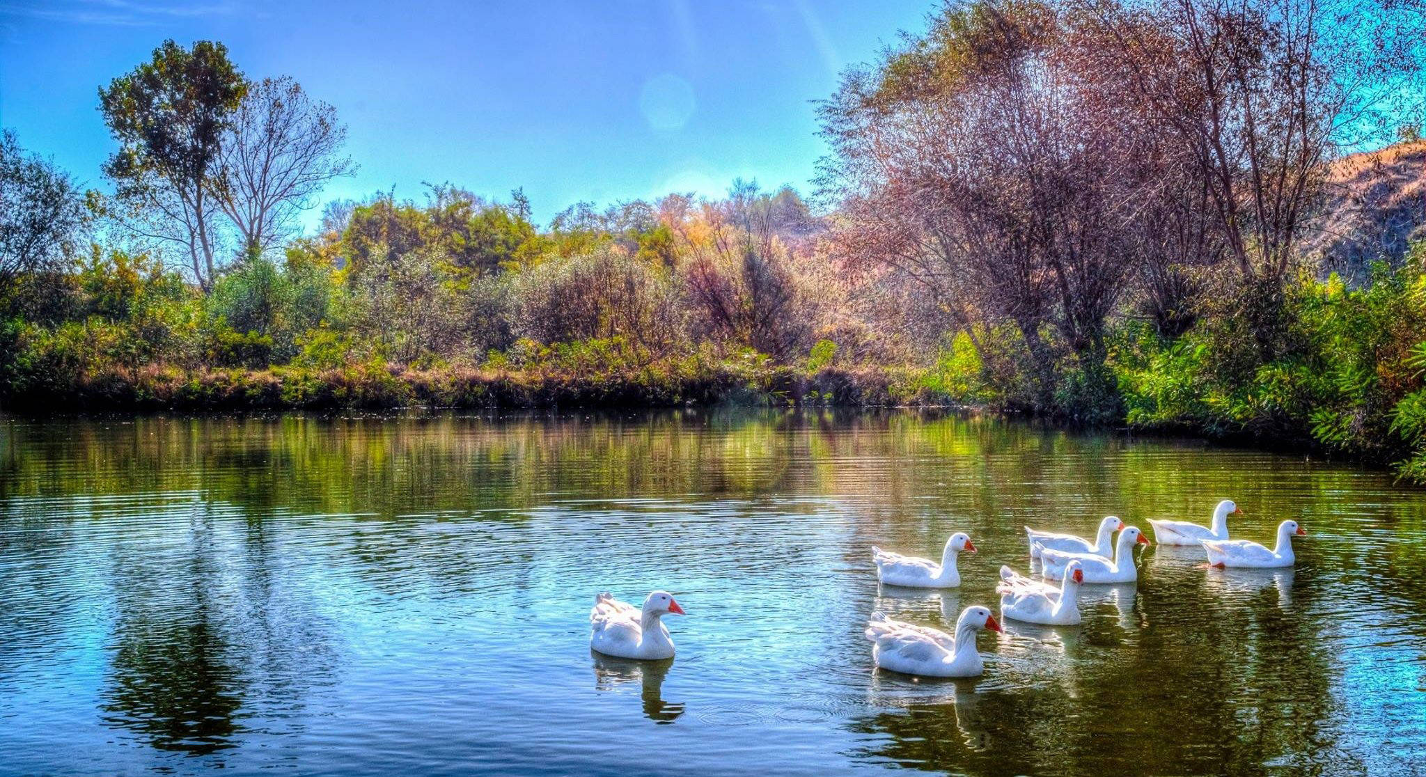 sunny forest lake, white geese, calm pond, Full HD Desktop Wallpaper
