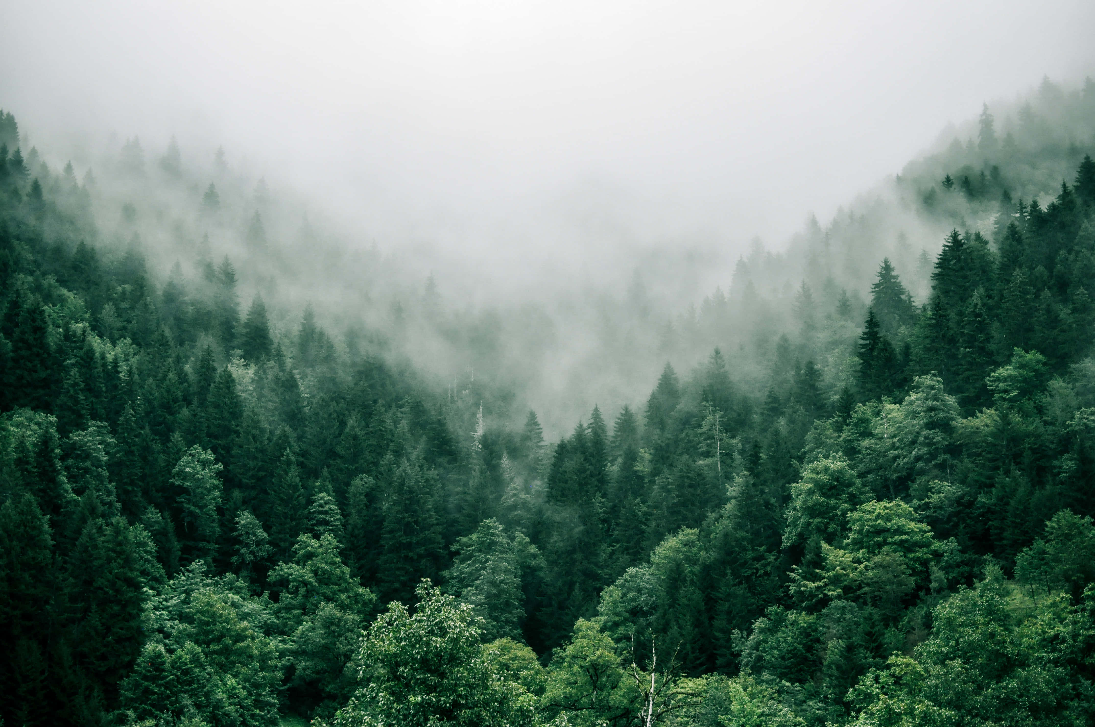 jungle desktop, foggy jungle, misty green forest, 4K Desktop Wallpaper