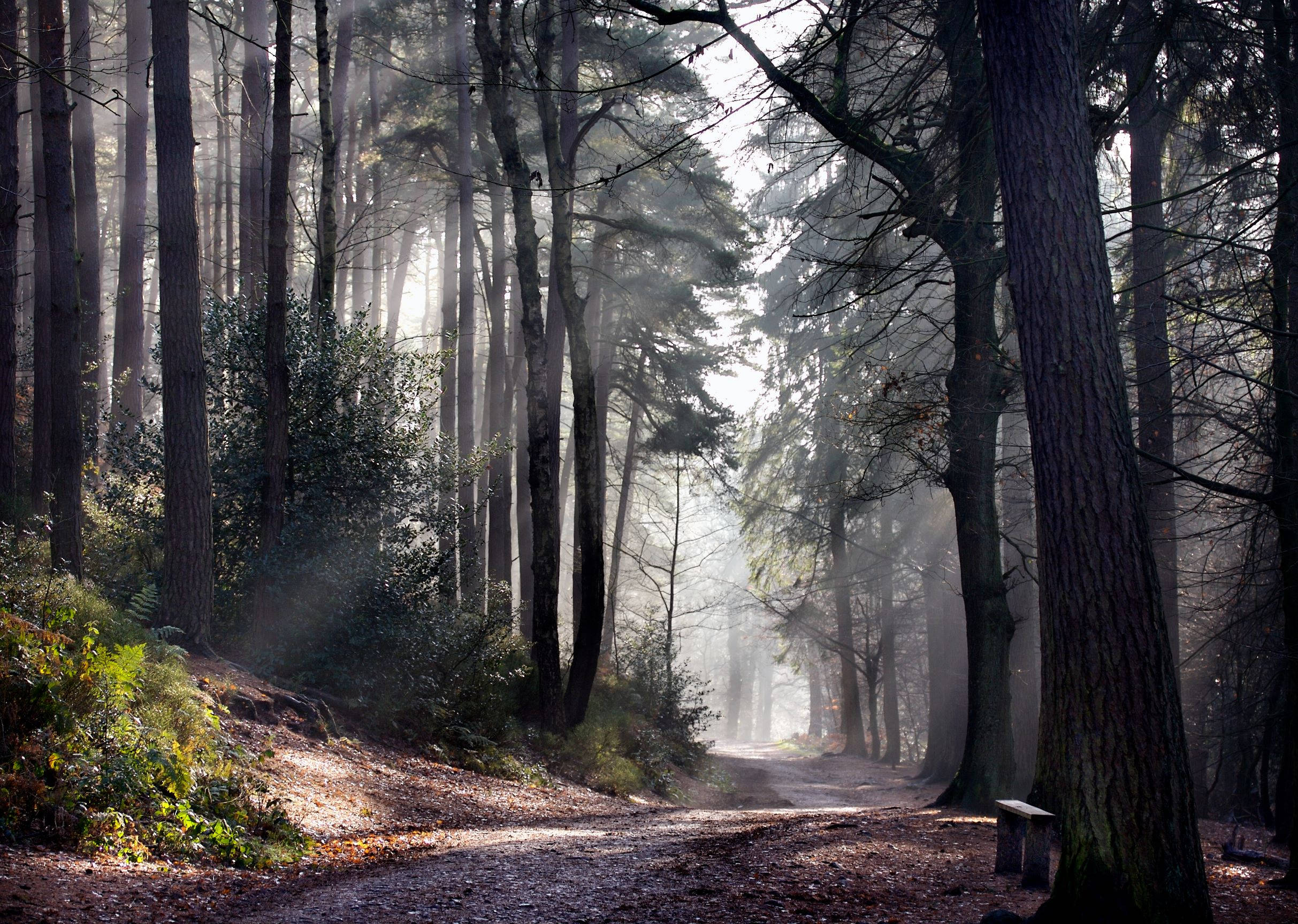 sunlight, pine trees, misty forest path, Full HD Desktop Wallpaper